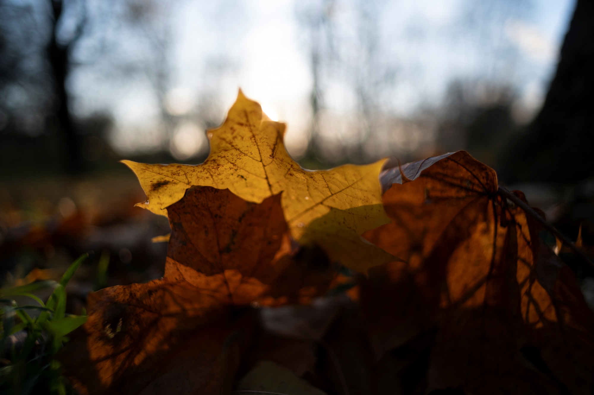 TTArtisan M 21mm F1.5 ASPH_DSC3335