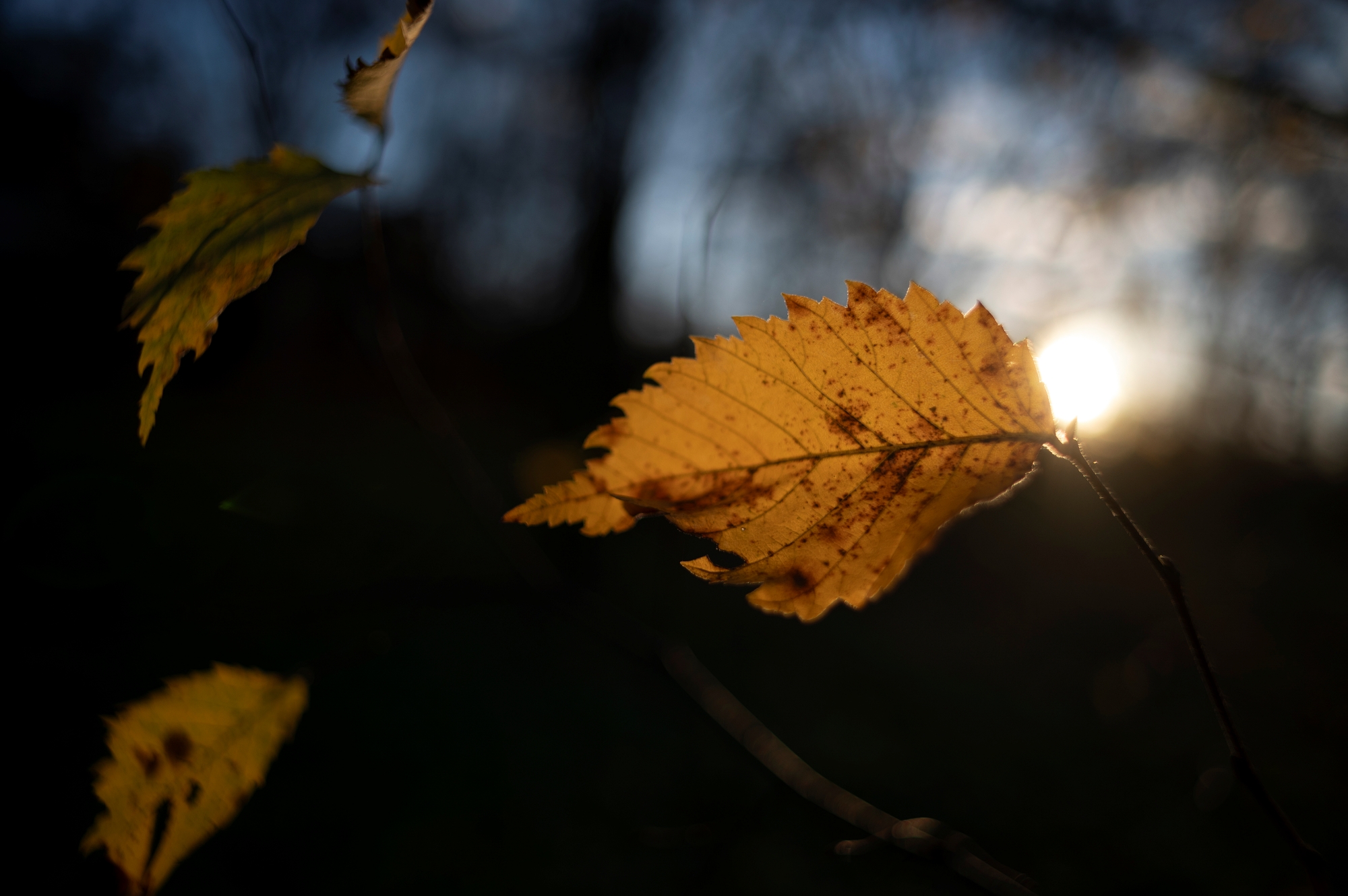 TTArtisan M 21mm F1.5 ASPH_DSC3367
