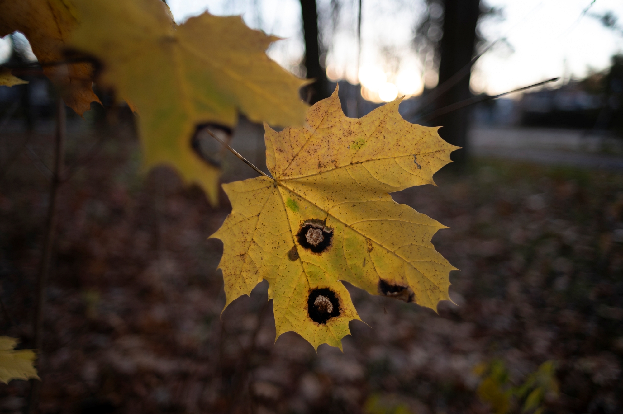 TTArtisan M 21mm F1.5 ASPH_DSC3374