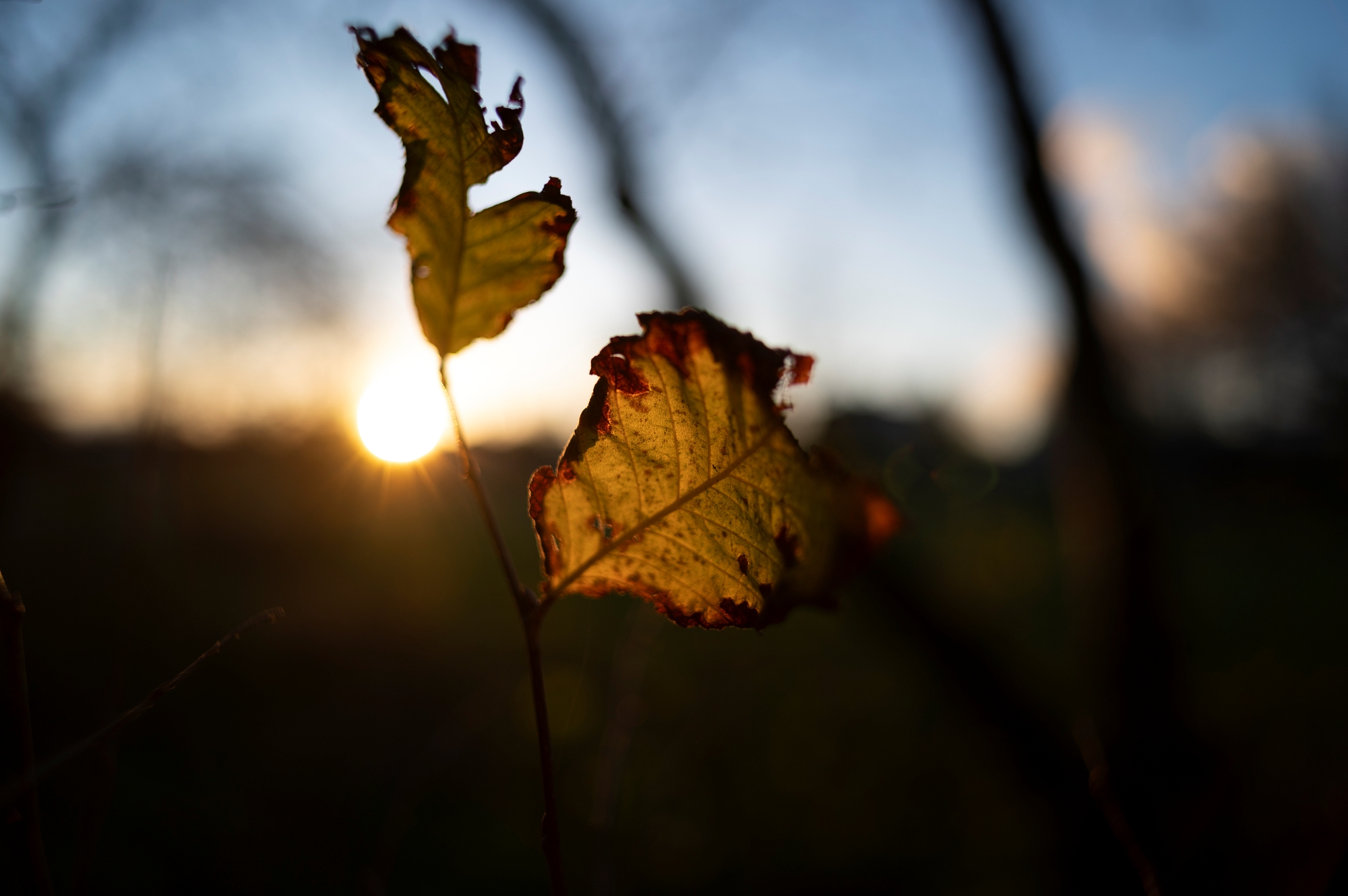 TTArtisan M 21mm F1.5 ASPH_DSC3401