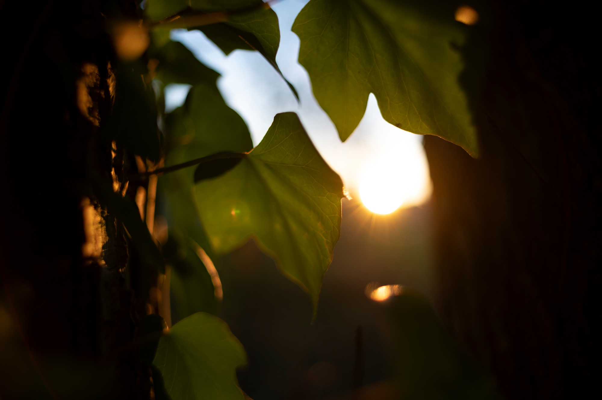 TTArtisan M 21mm F1.5 ASPH_DSC3411
