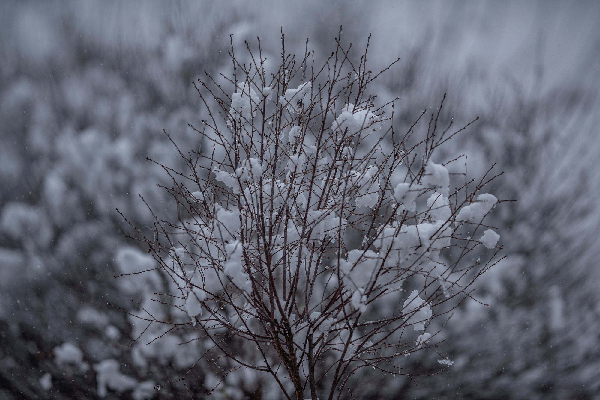 batch_AF-S Nikkor 200mm F2G IF-ED VR