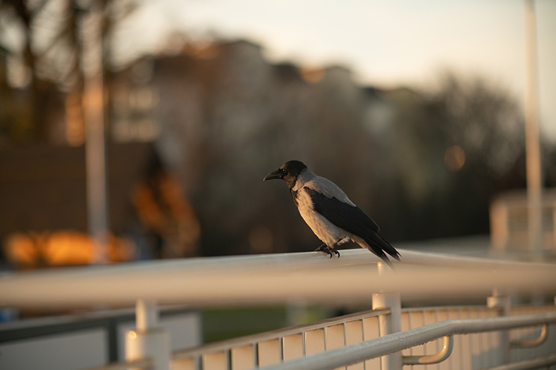 TTArtisan the best of 2023 TTArtisan 90mm F1.25 2