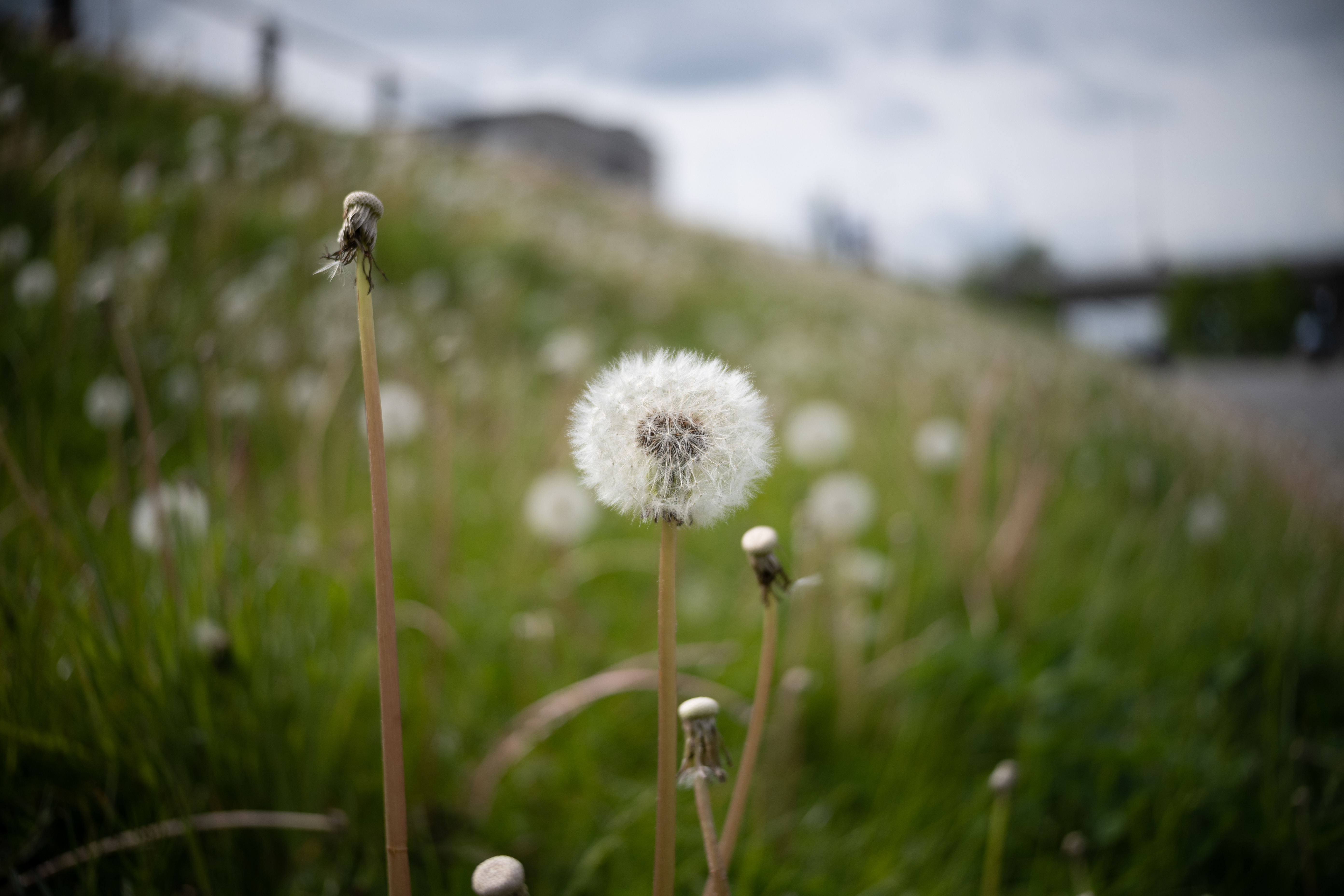 TTArtisan the best of 2023 TTArtisan AF 27mm F2.8 Nikon Z