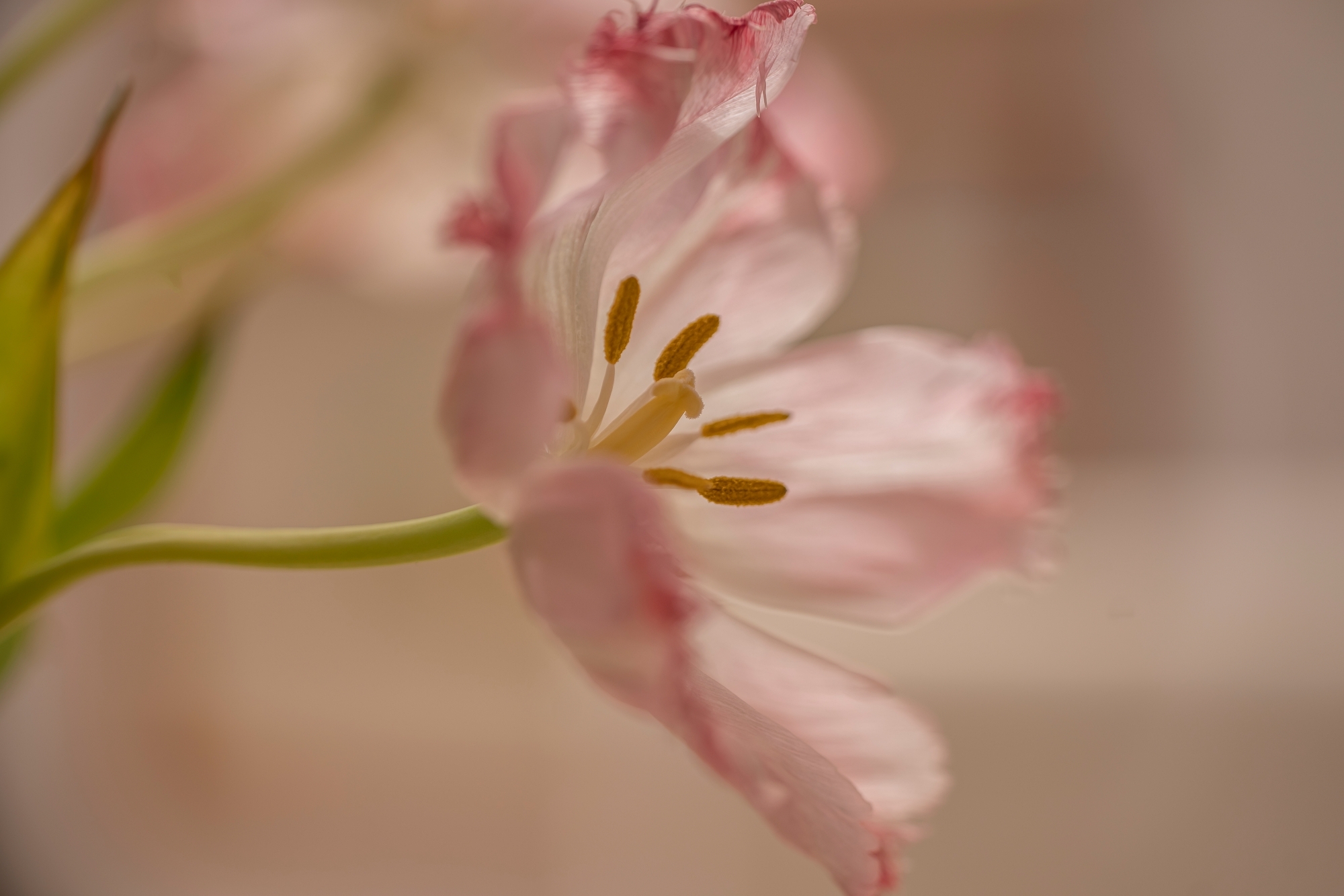 TTArtisan 100mm F2.8 Macro 2x tilt-Shift