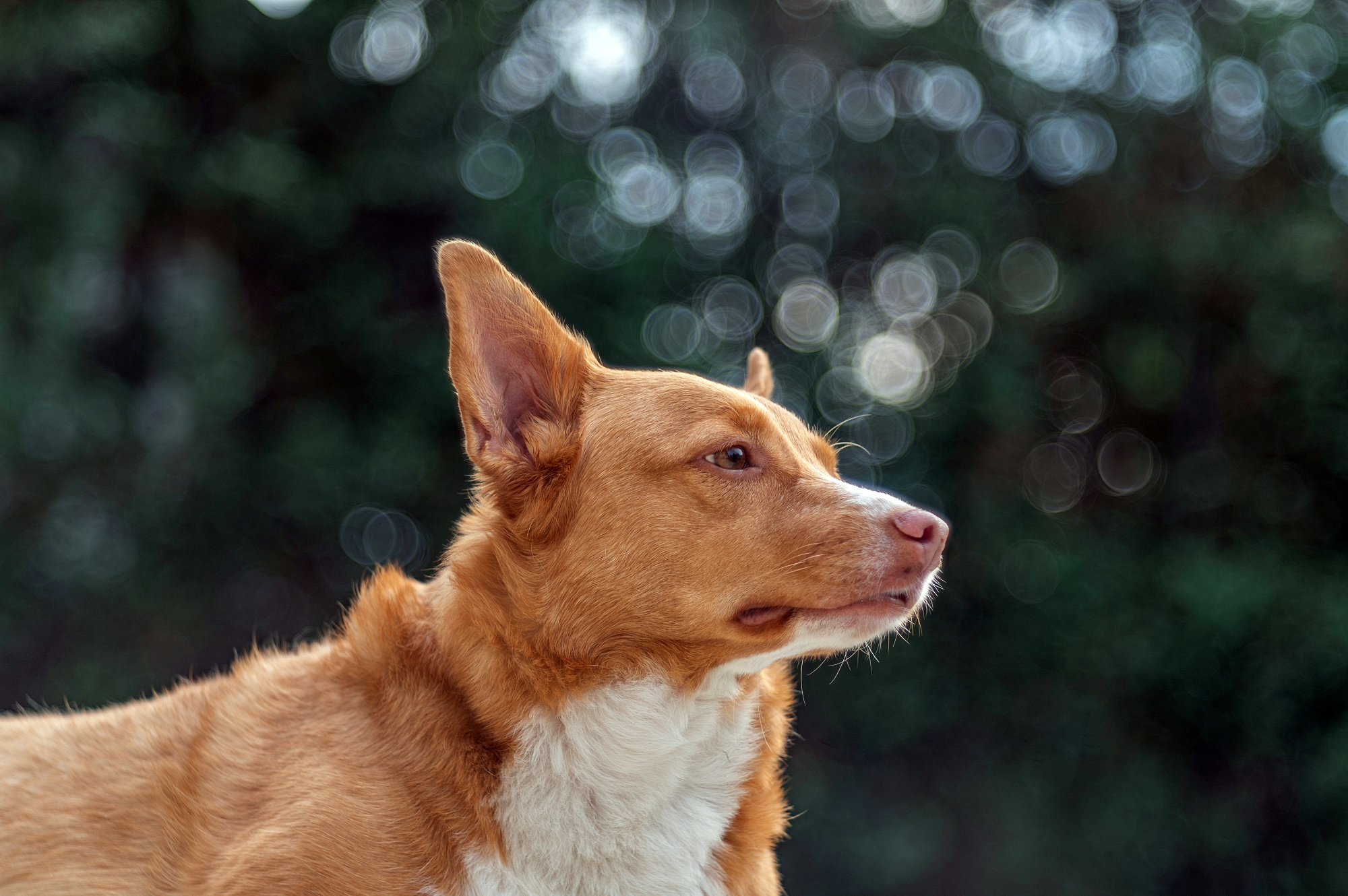 TTArtisan the best of 2023 TTArtisan 100mm F2.8 Bubble Bokeh 2