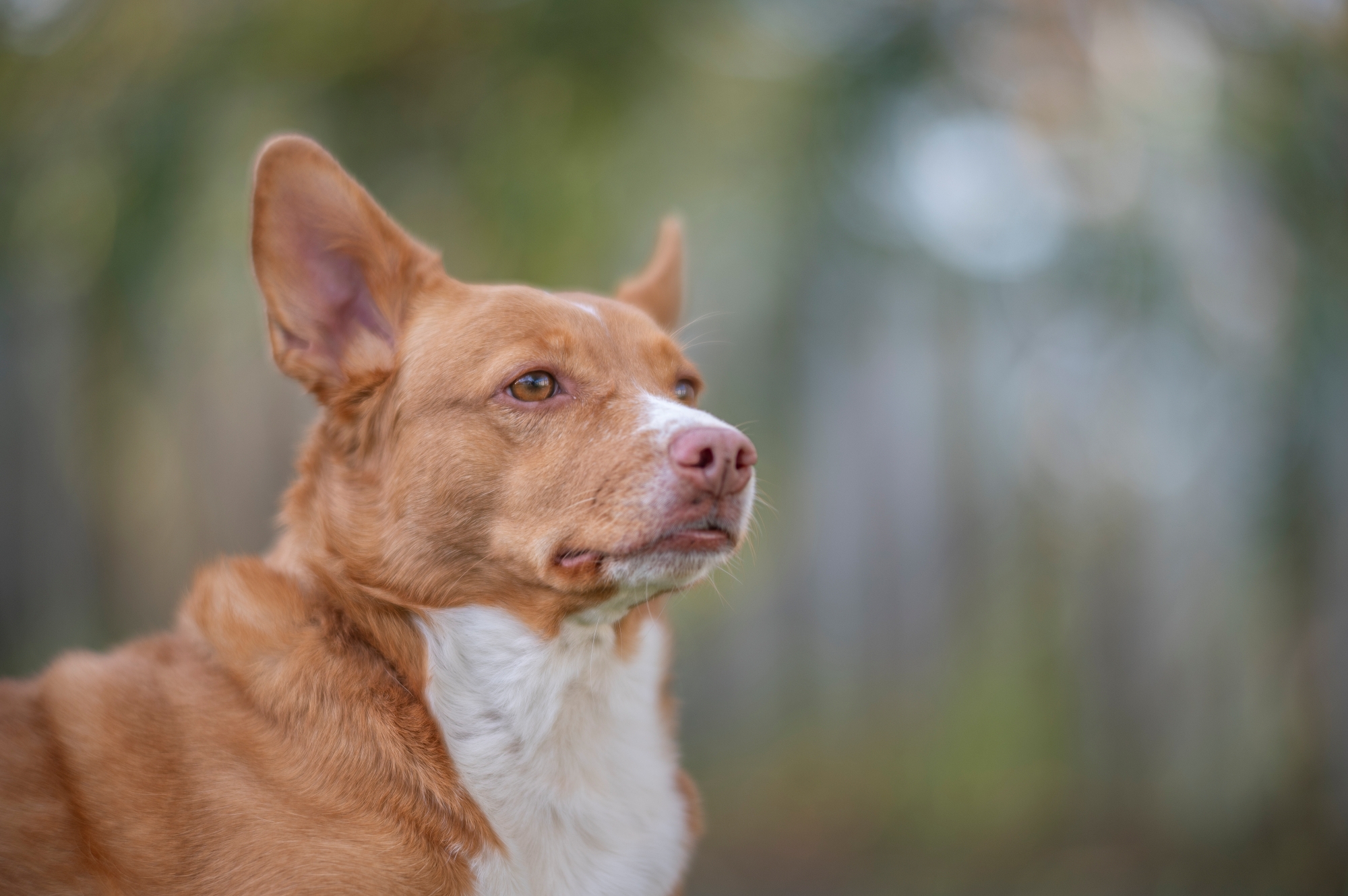 Nikon Z6 TTArtisan 90mm F1.25