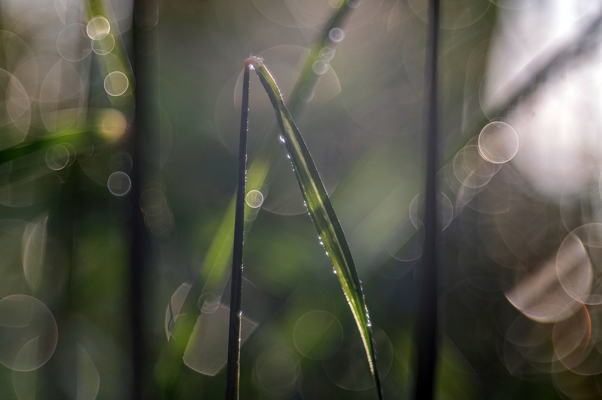 TTArtisan 100mm F2.8 low