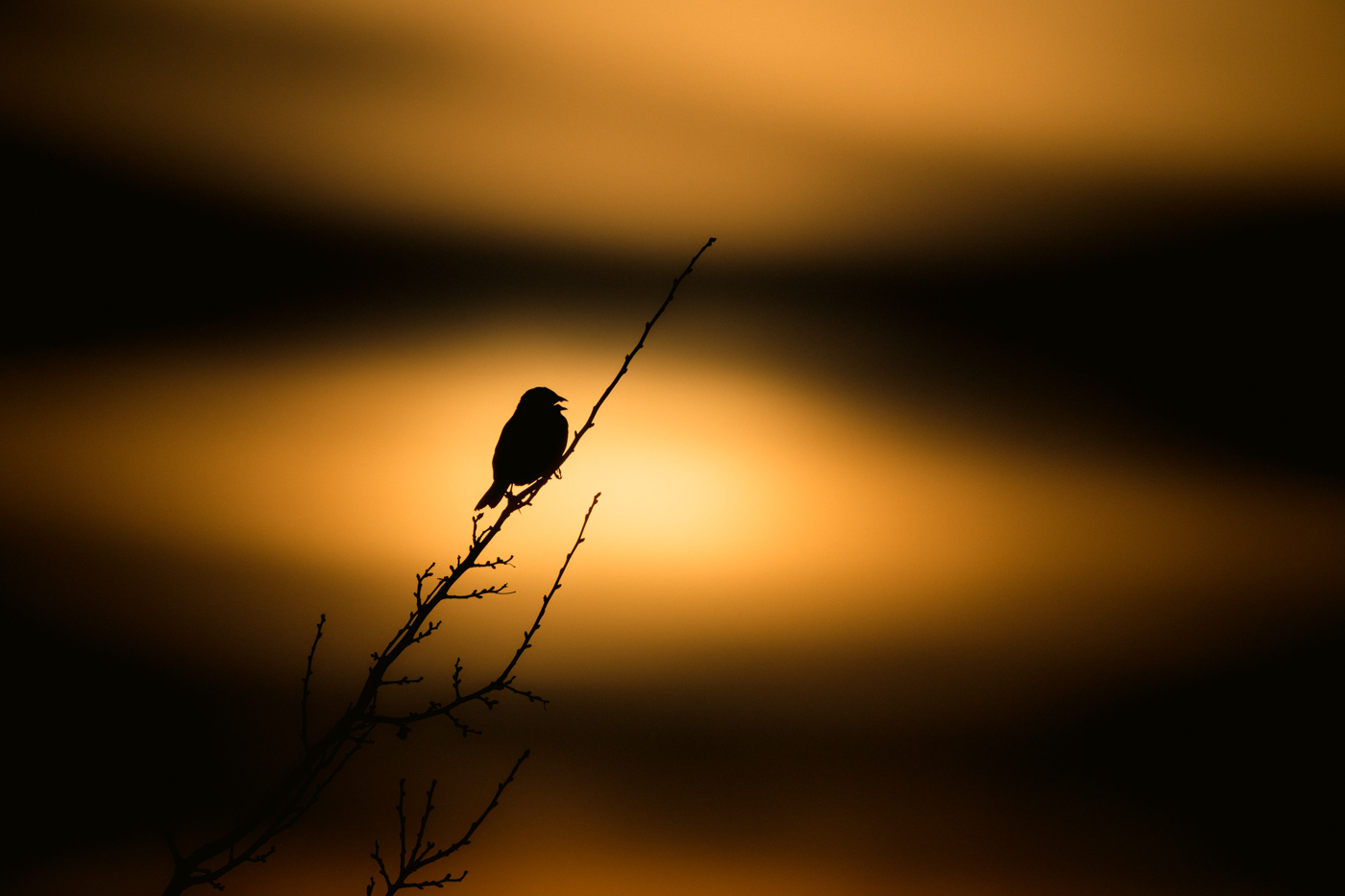 Nikkor 800mm F6.3