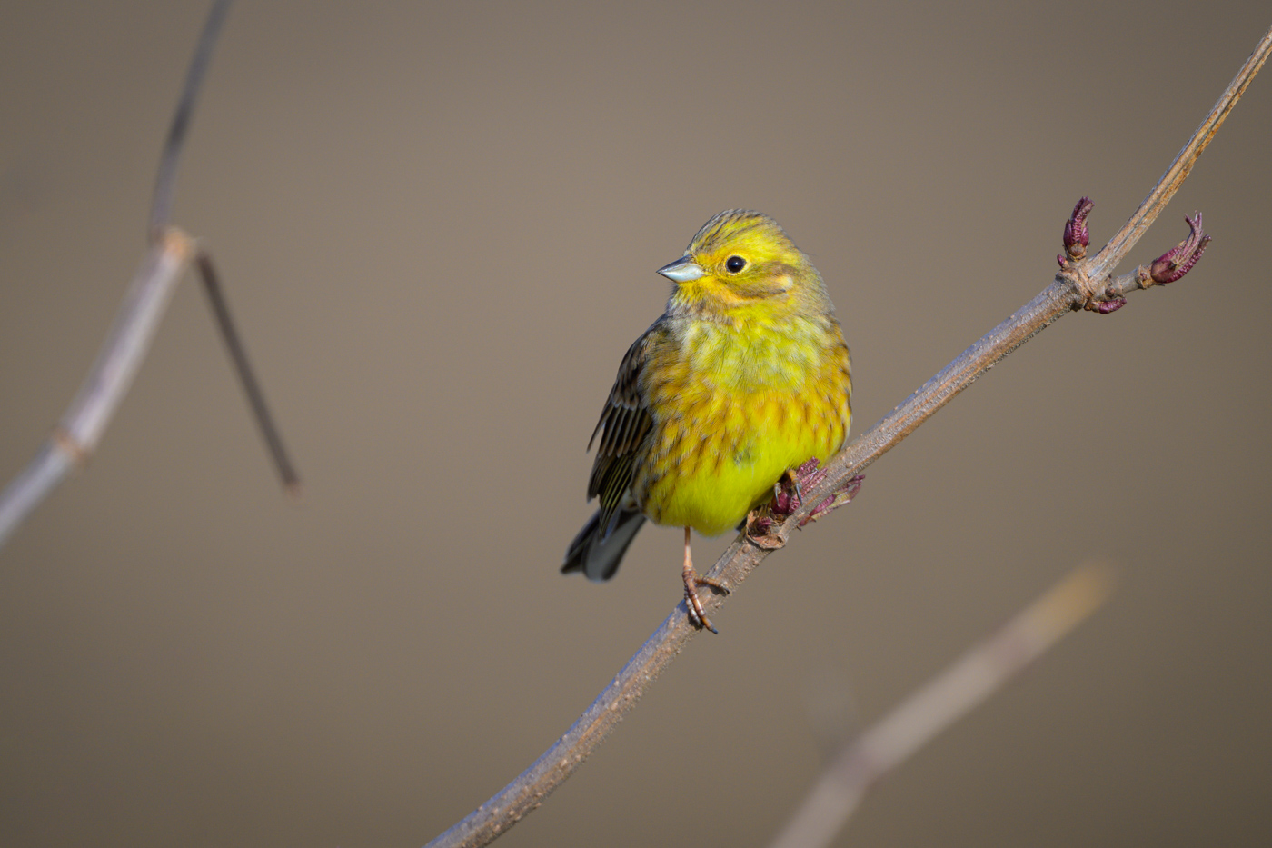 Nikkor Z 800mm F6.3