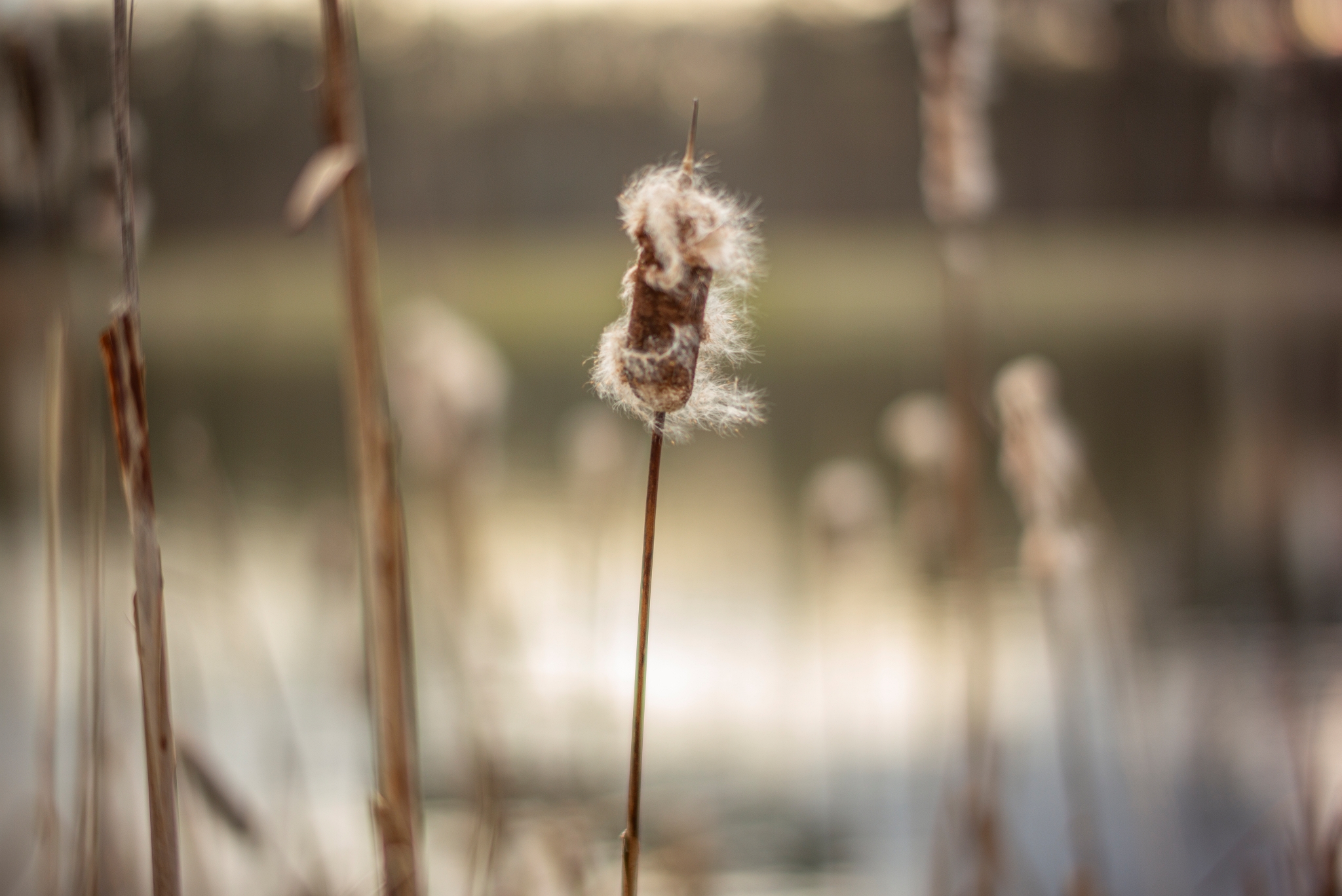 TTArtisan M 50mm F0.95 L1008305
