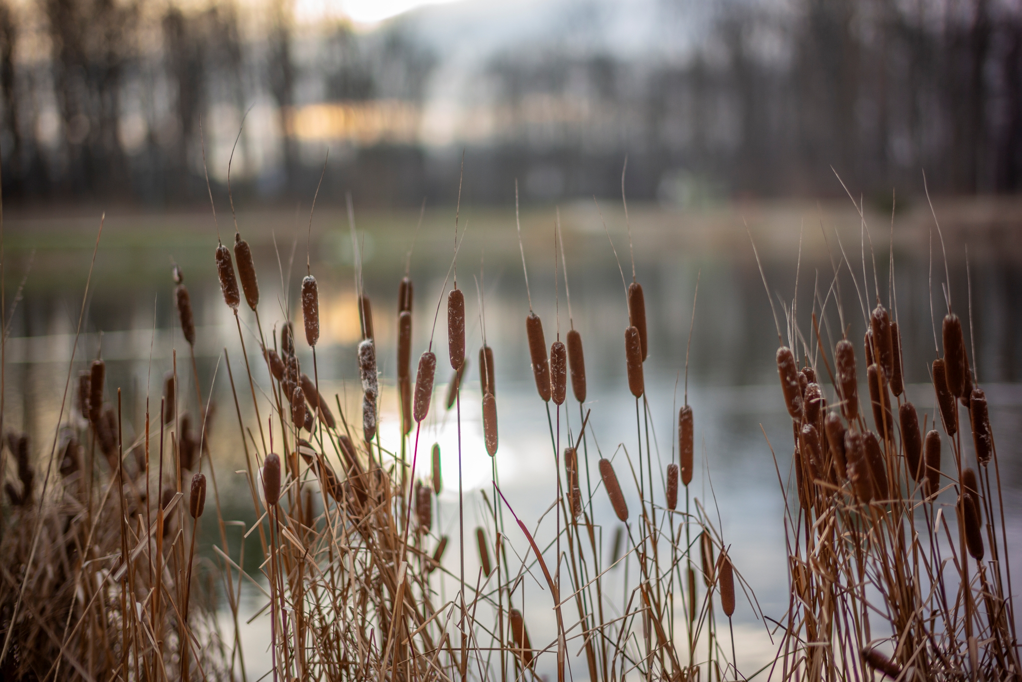 TTArtisan M 50mm F0.95 L1008322
