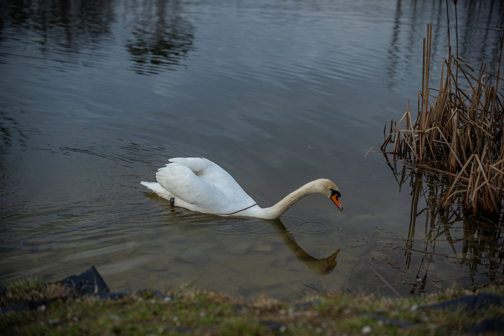 TTArtisan M 50mm F0.95 L1008337