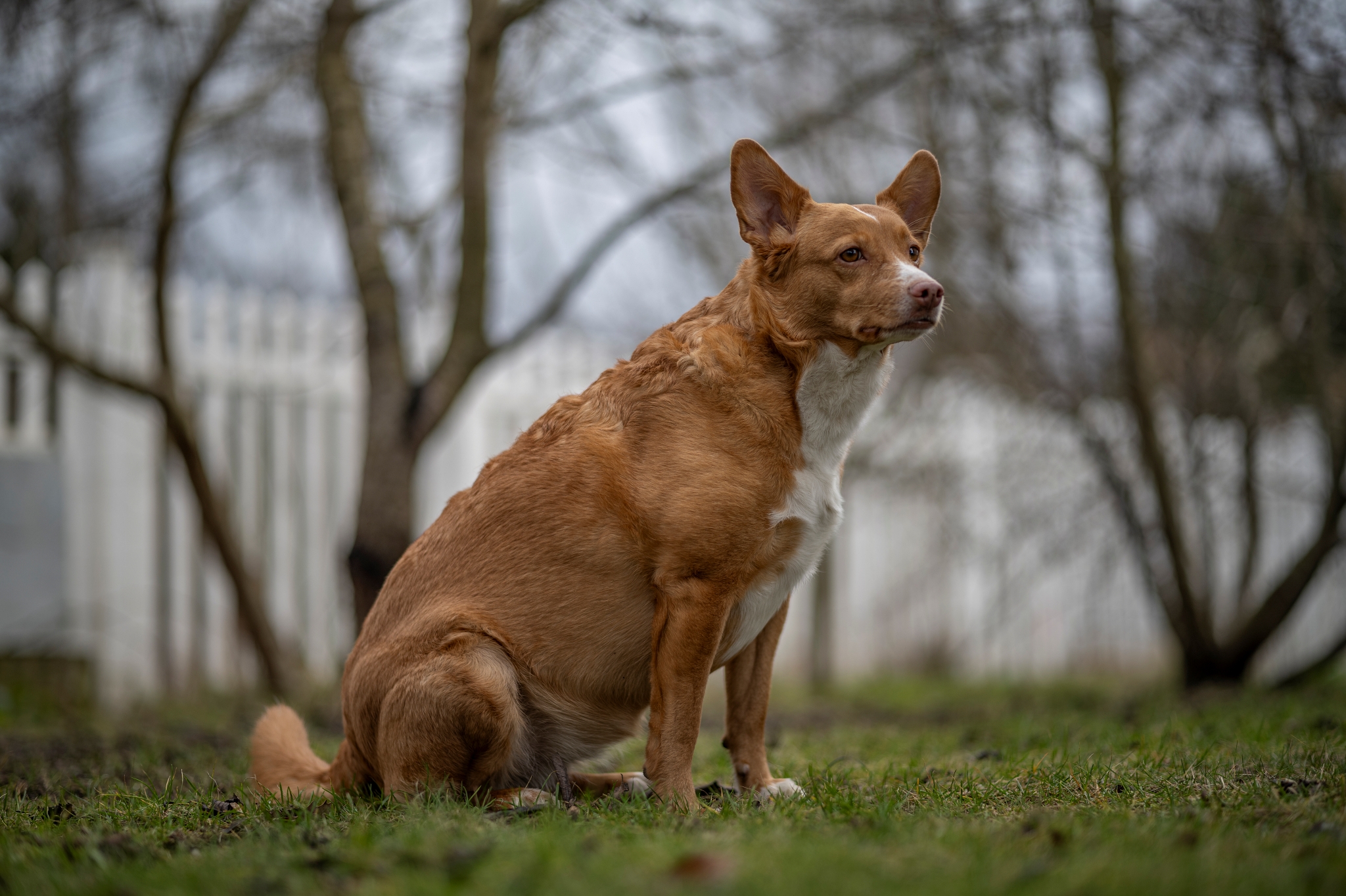 Voigtlander 75mm F1.5 Nokton Dsc1932