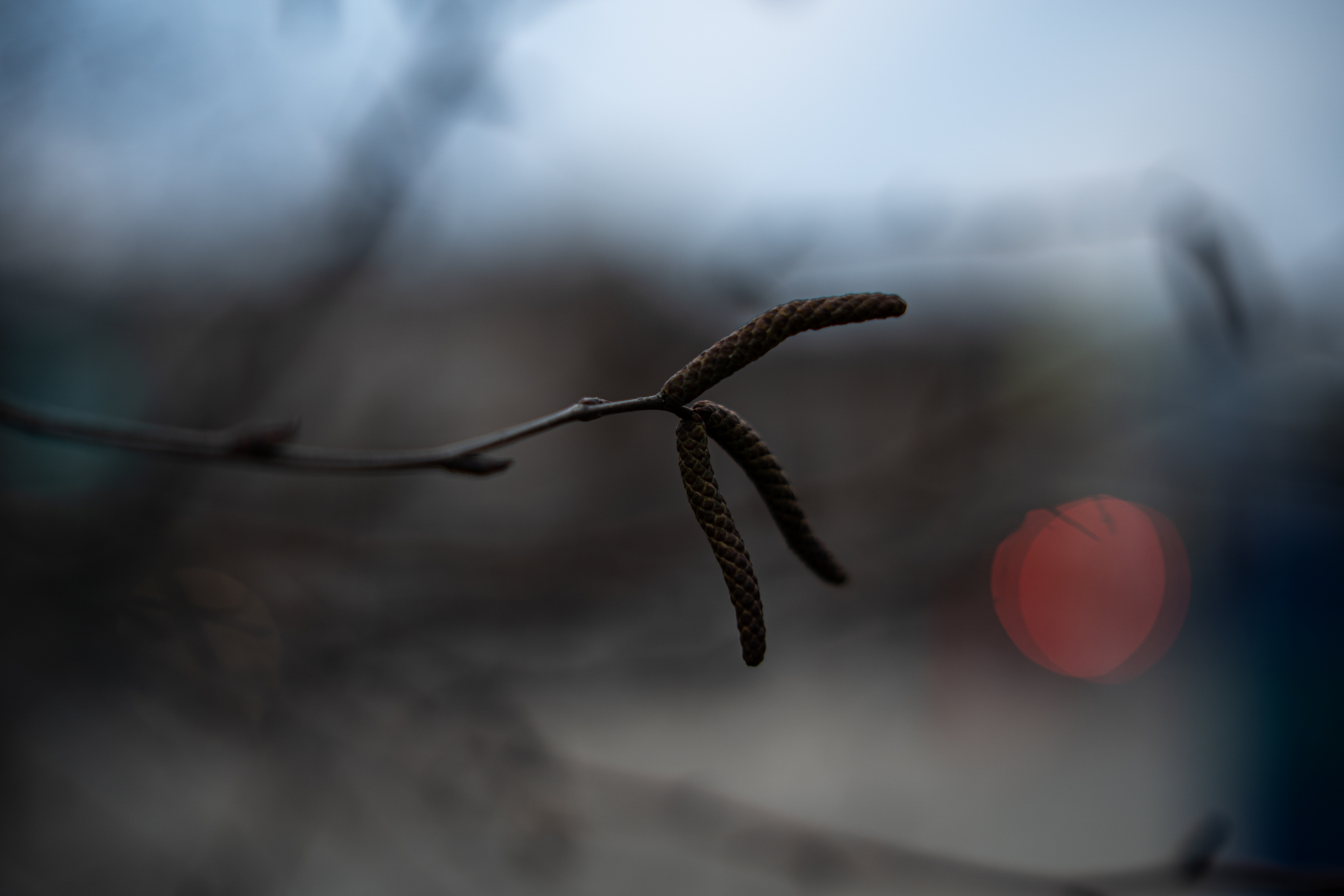 Samyang AF 50mm F1.4 FE II 5
