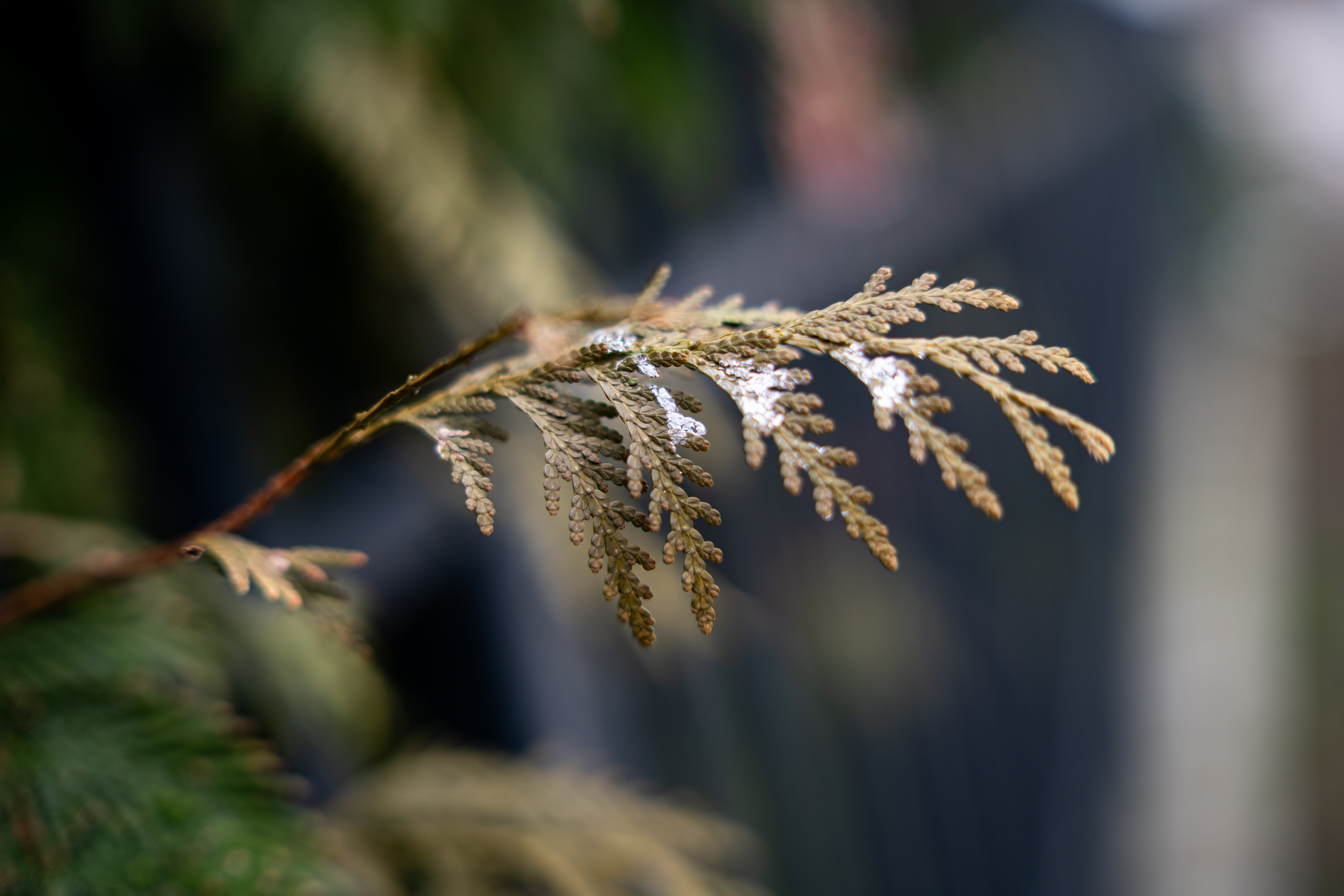 Samyang AF 50mm F1.4 FE II 5