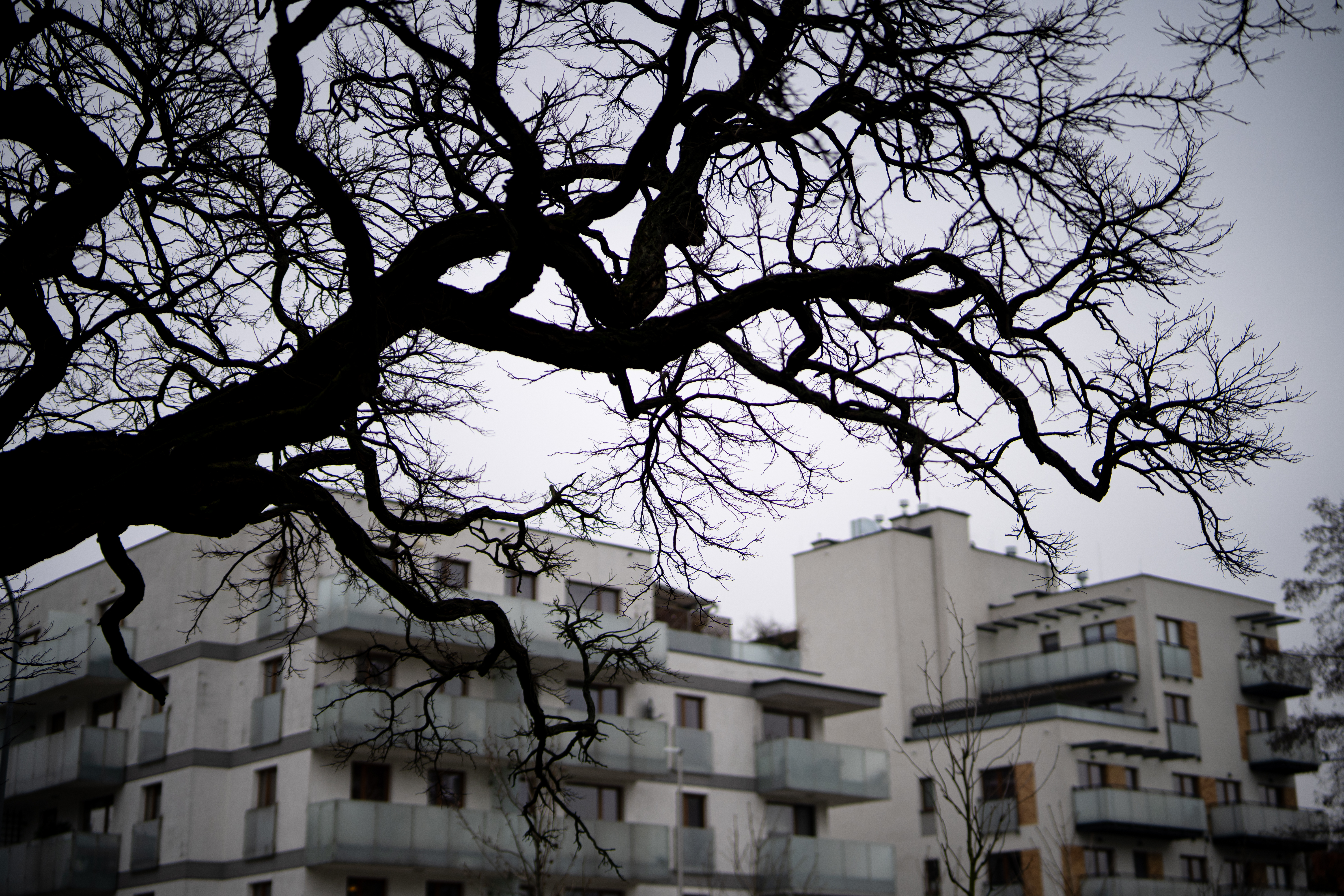 Samyang AF 50mm F1.4 FE II 5