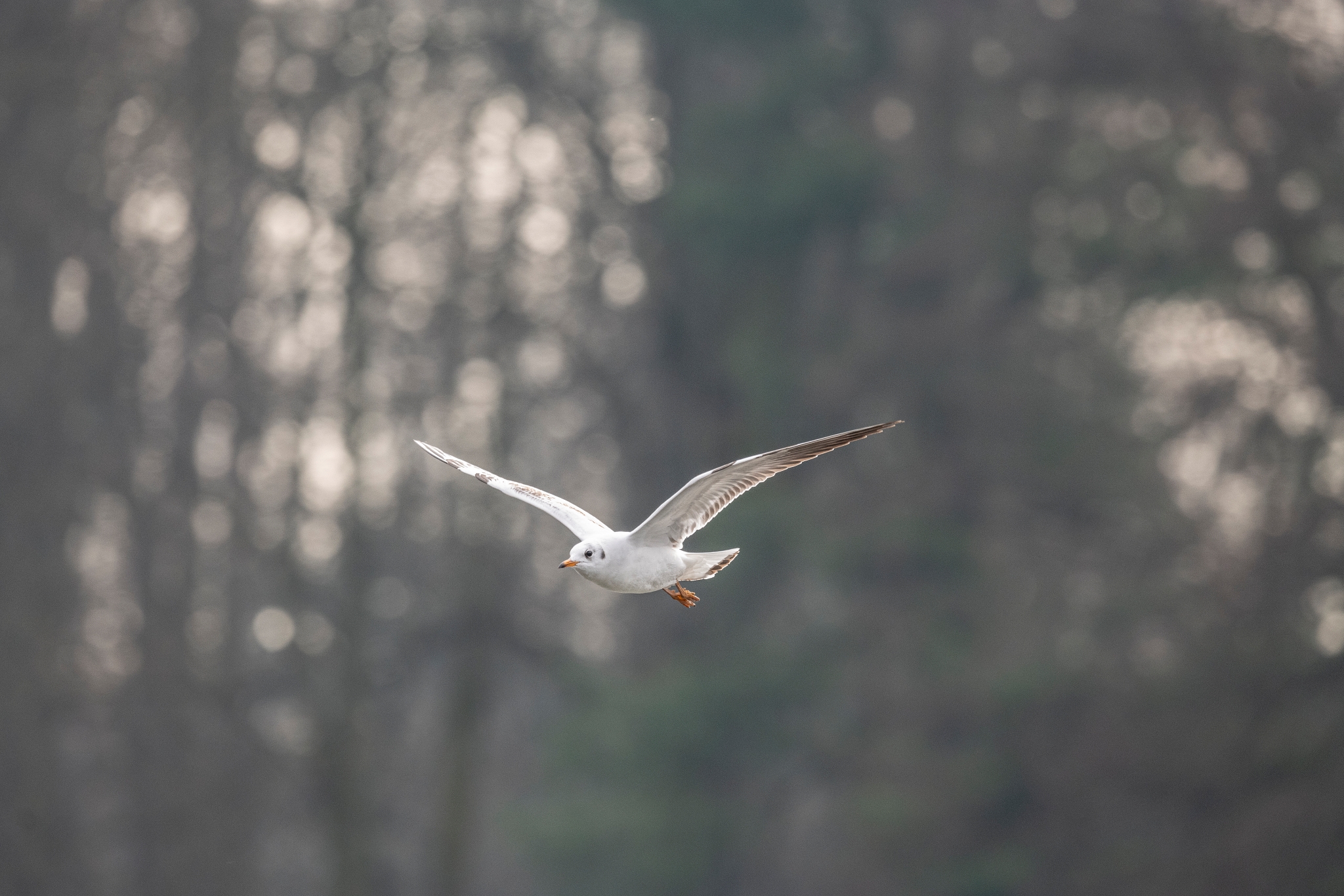 Sigma 500mm F5.6 DG DN OS Sport P1163251