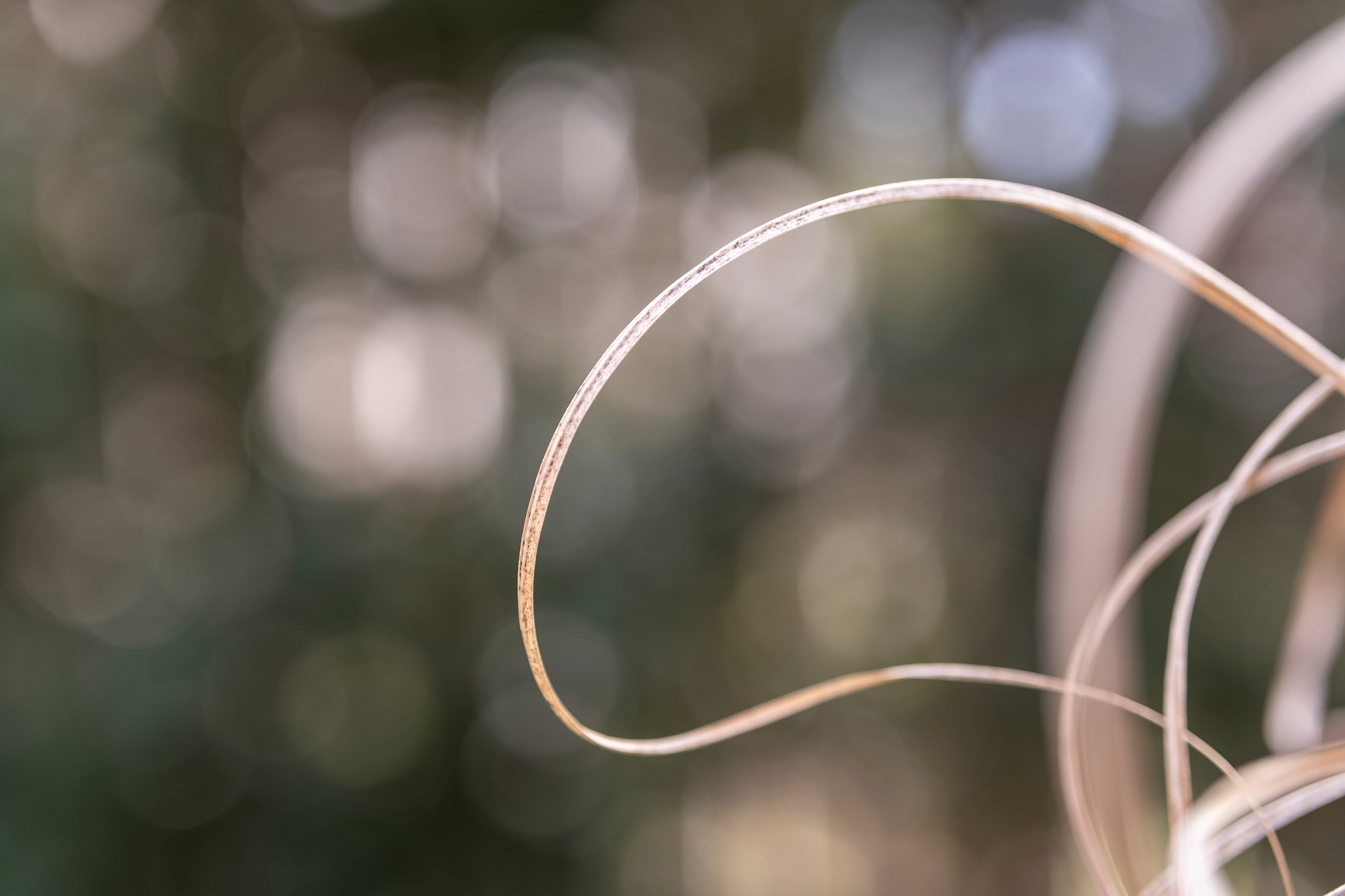 TTArtisan AF 56mm F1.8 Dsf0121