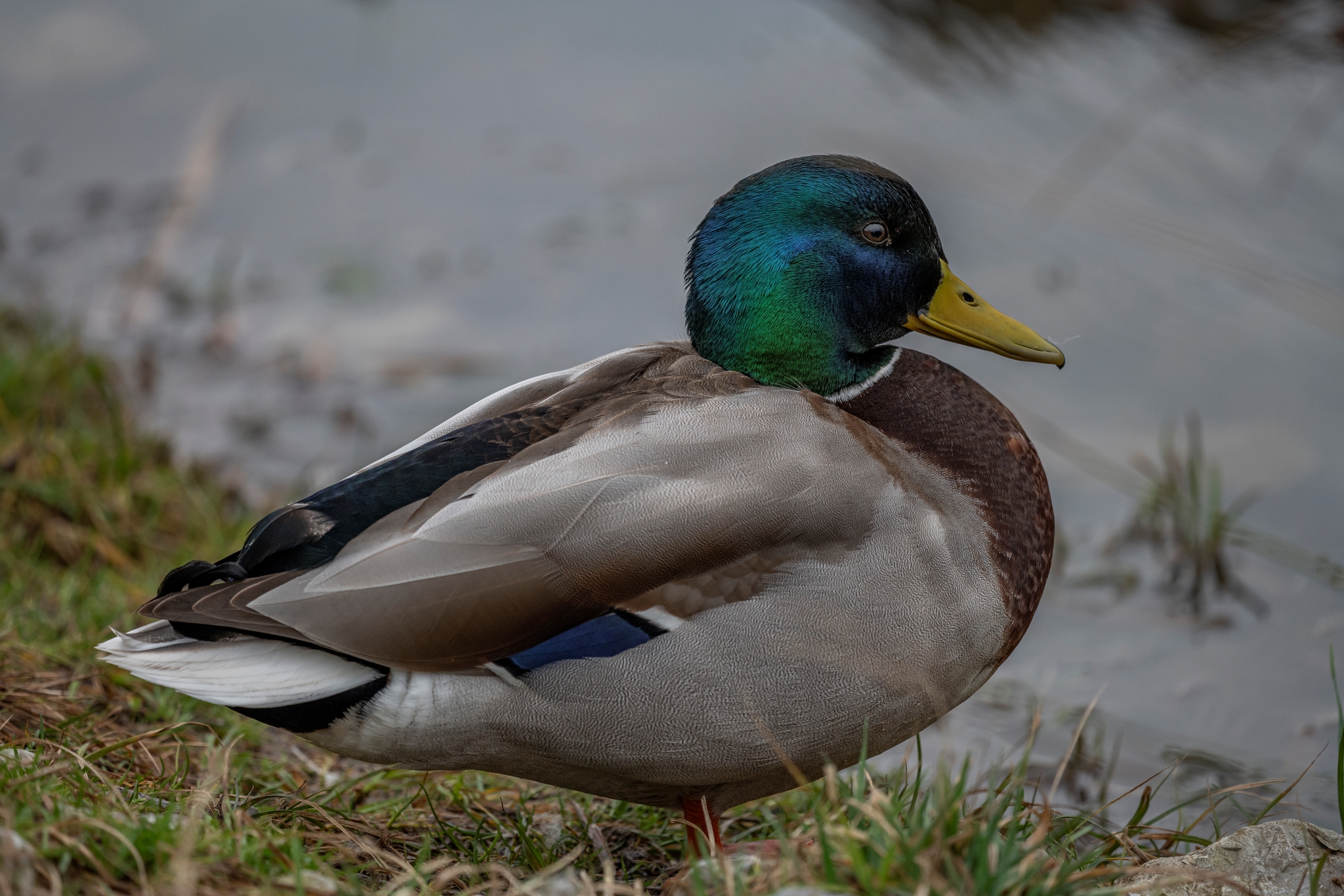Sigma 500mm 6