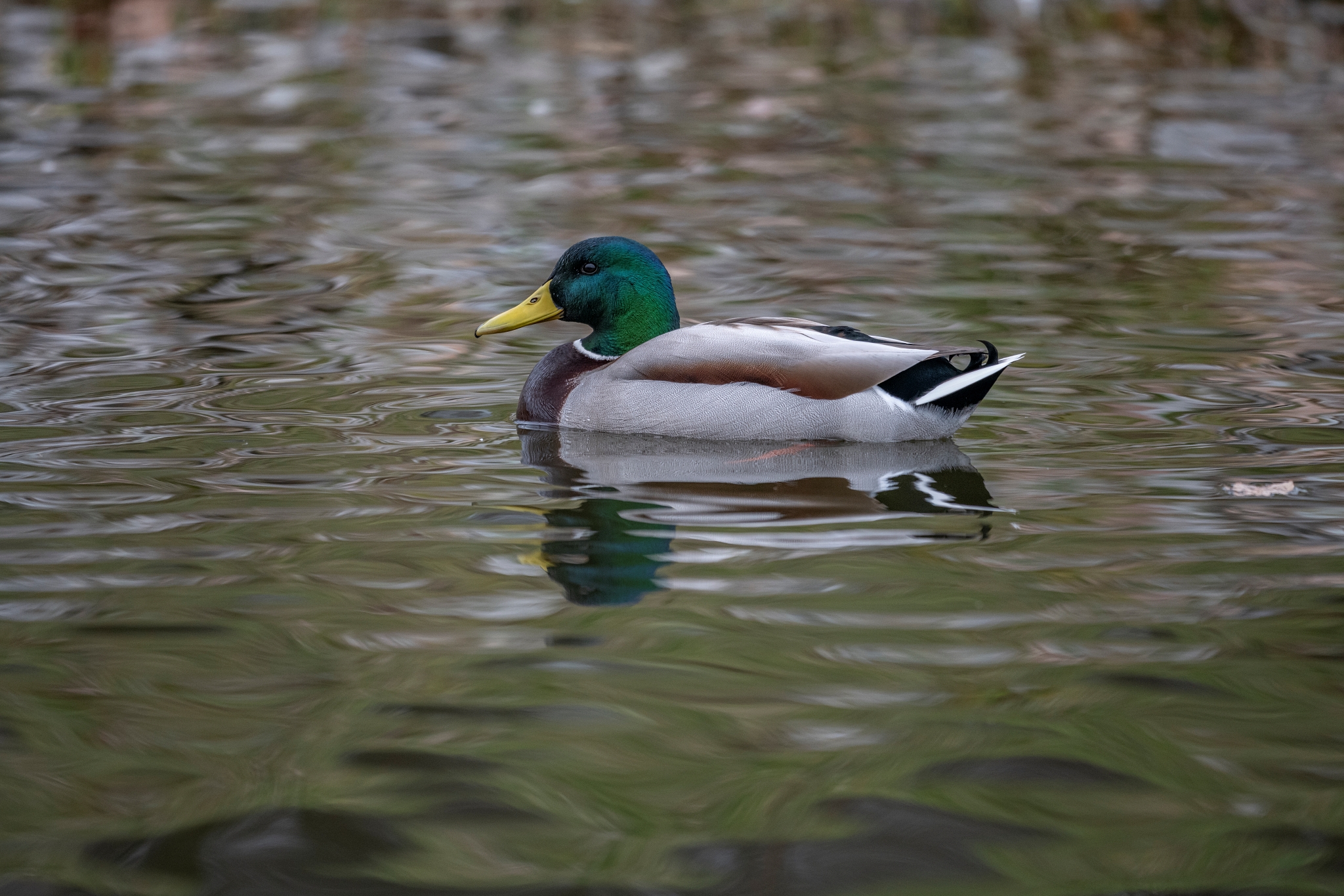 Sigma 500mm 7