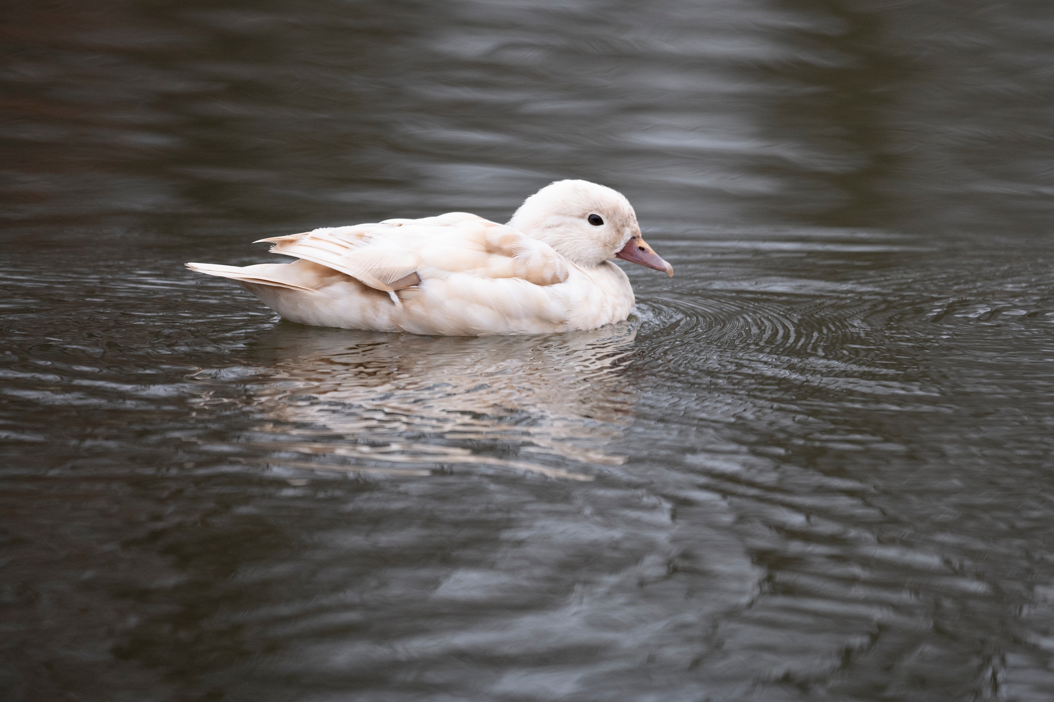 Sigma 500mm 9