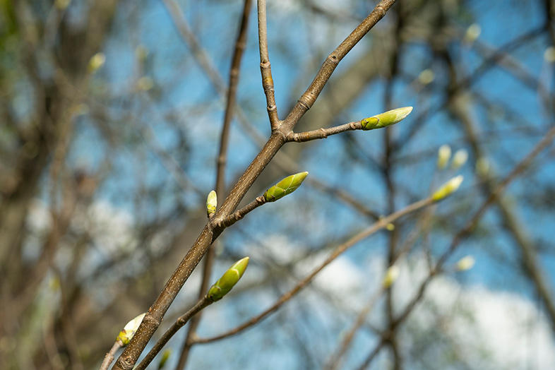 FujiFilm XF 60mm F2.4 R Macro Fujinon