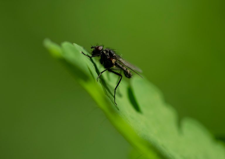 FujiFilm XF 60mm F2.4 R Macro Fujinon