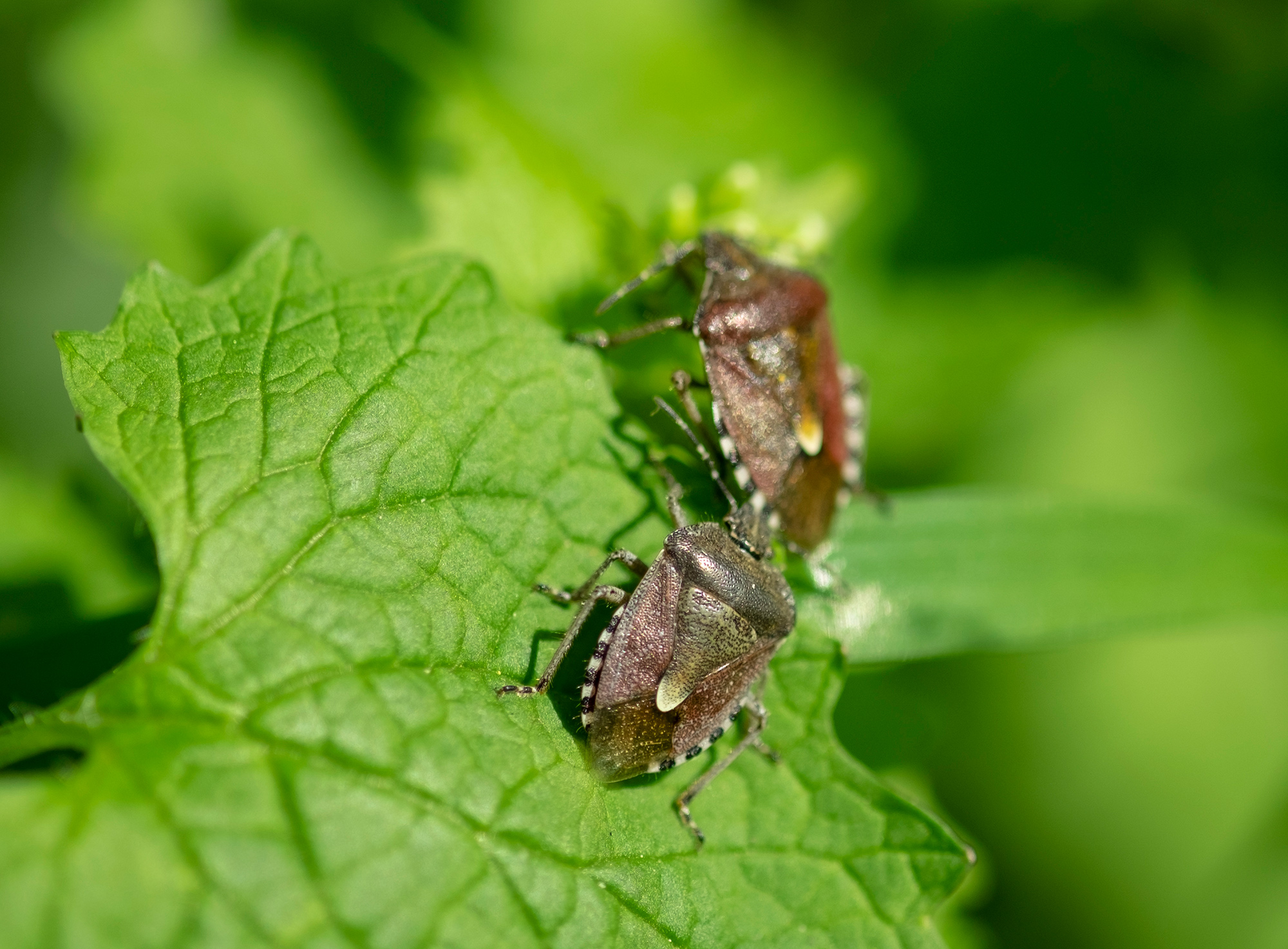 FujiFilm XF 60mm F2.4 R Macro Fujinon