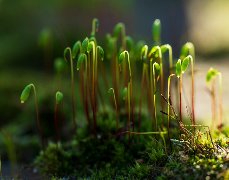 Nikon D3s w 2024, crop 1.2, 8.5 megapiksela, Tamron SP AF 60mm F2.0 Di II LD (IF) Macro 1:1 i wio :)