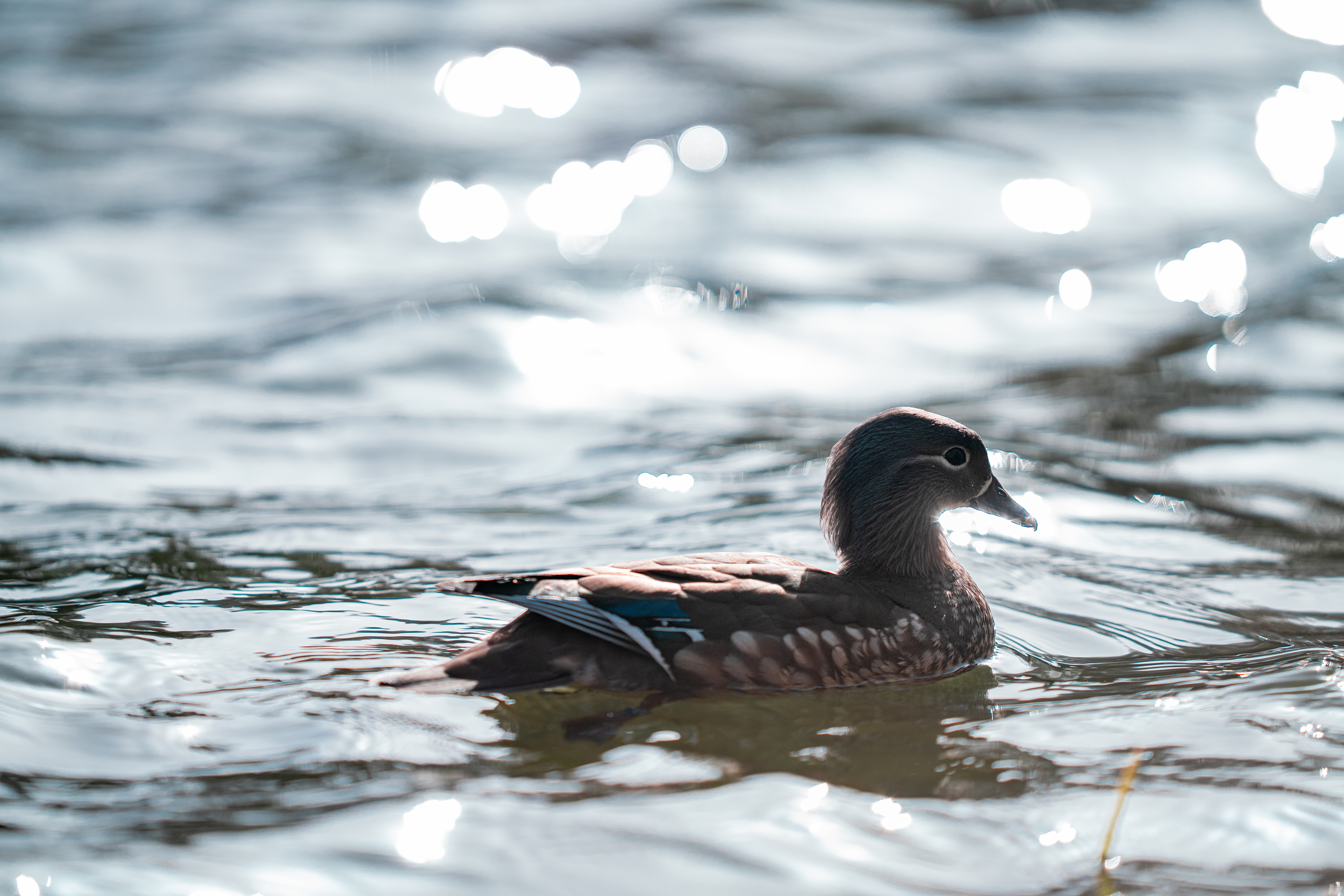 Sony FE 400mm F2.8 GM OSS