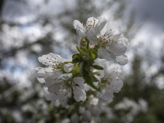 TTArtisan 28mm F5.6 Leica M Gold Limited Dsc0772