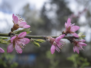 TTArtisan 28mm F5.6 Leica M Gold Limited Dsc0785