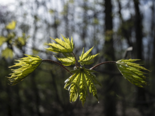 TTArtisan 28mm F5.6 Leica M Gold Limited Dsc0799