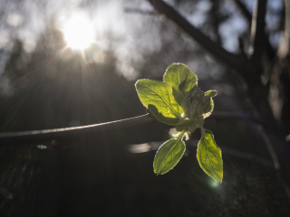 TTArtisan 28mm F5.6 Leica M Gold Limited Dsc0833