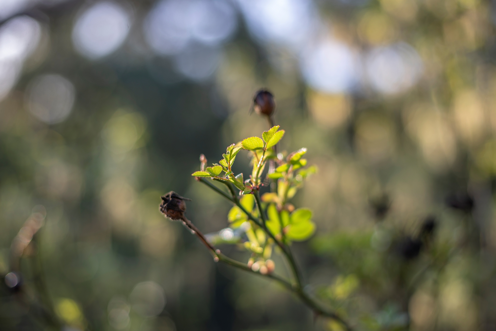Canon EF 50mm F1.4 USM X4i1939