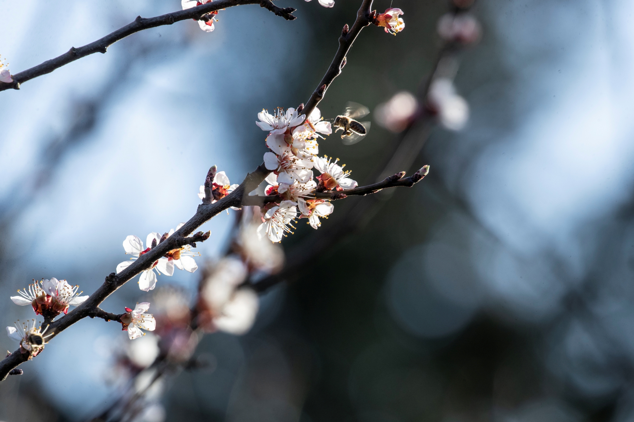 Canon EOS 1D X Mark II 2