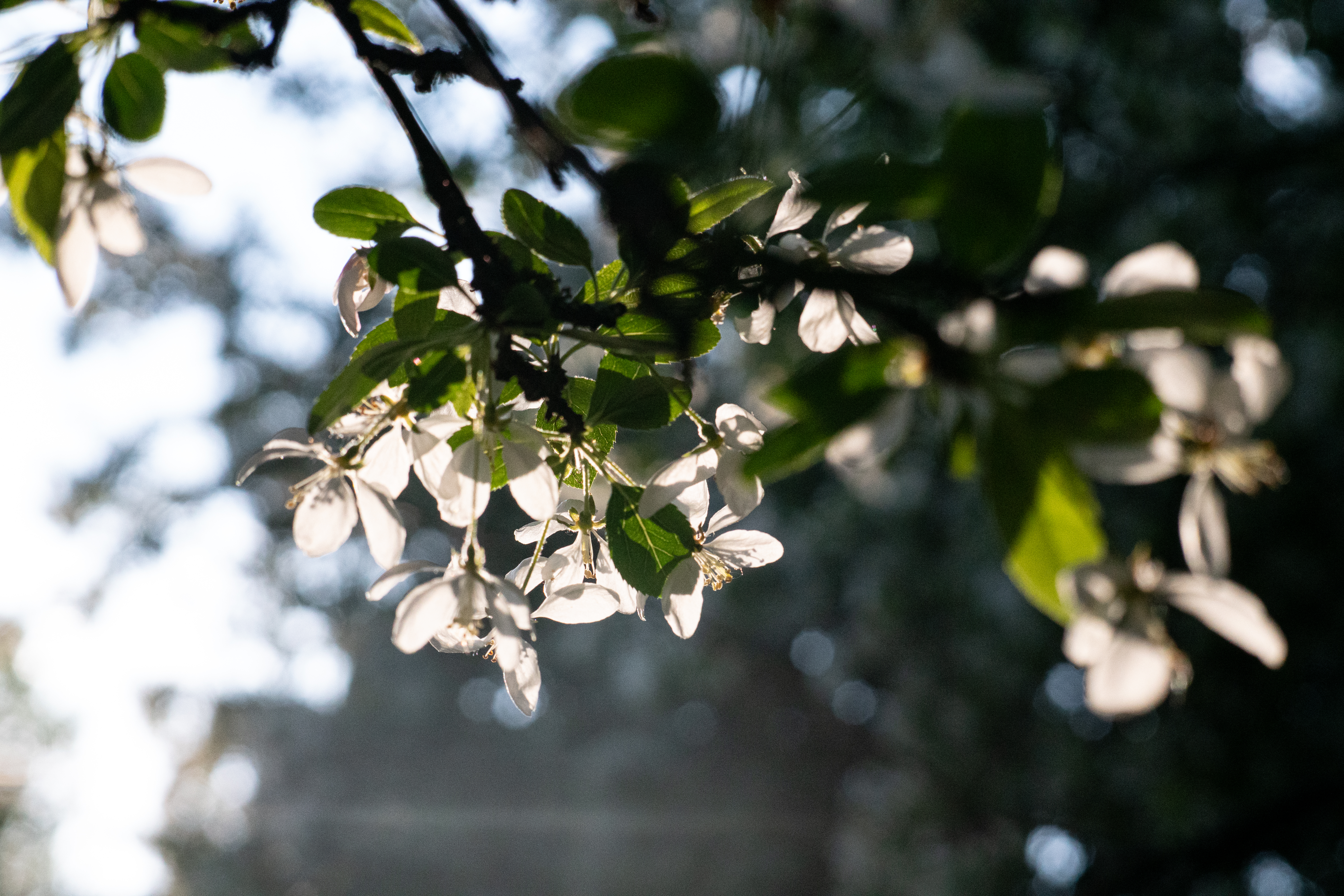 TTArtisan 50mm F1.2