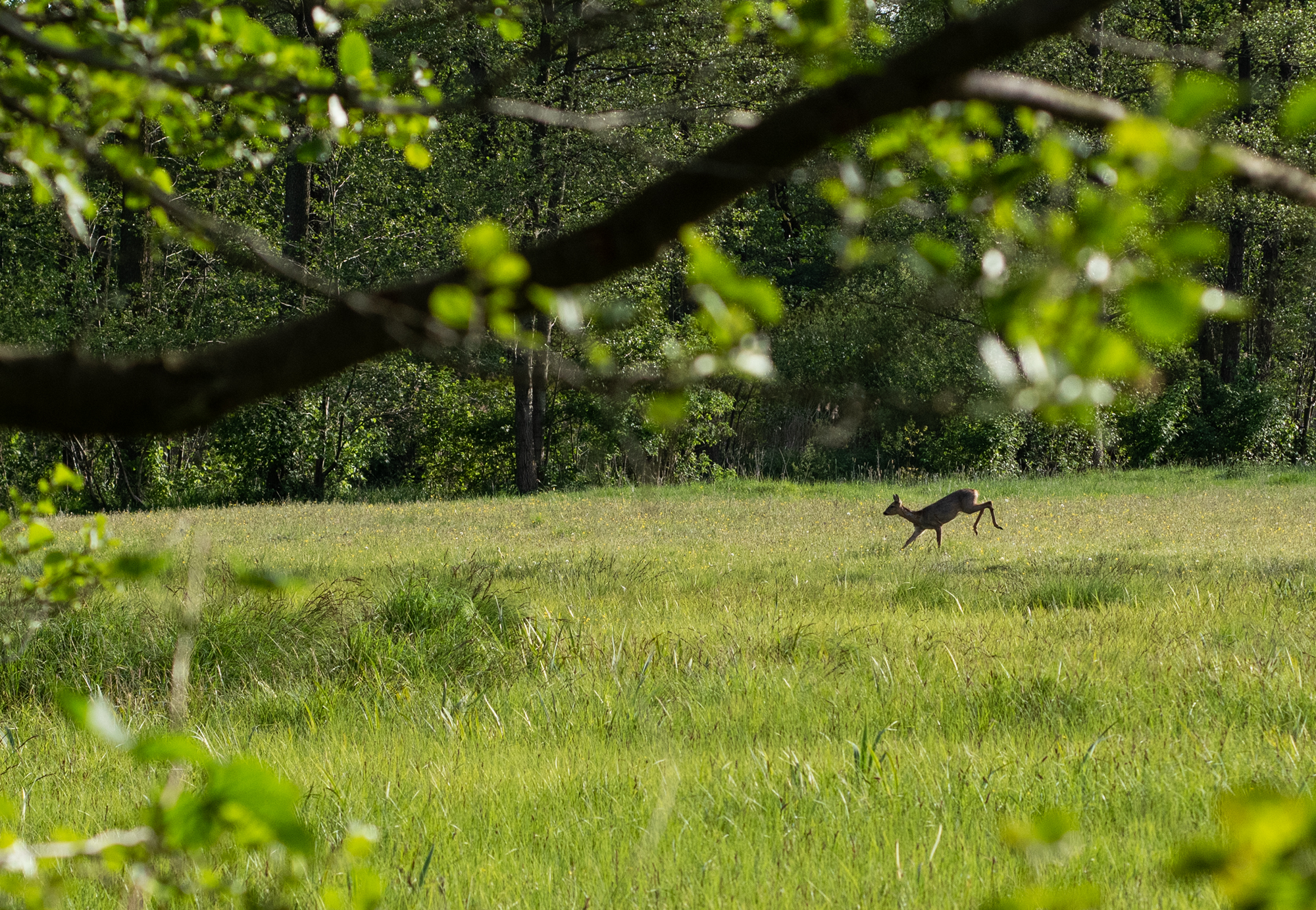 Nikon D810 i Nikkor 85mm F2.8 PC-E Micro D Nano Tilt/Shift w łapkach amatora