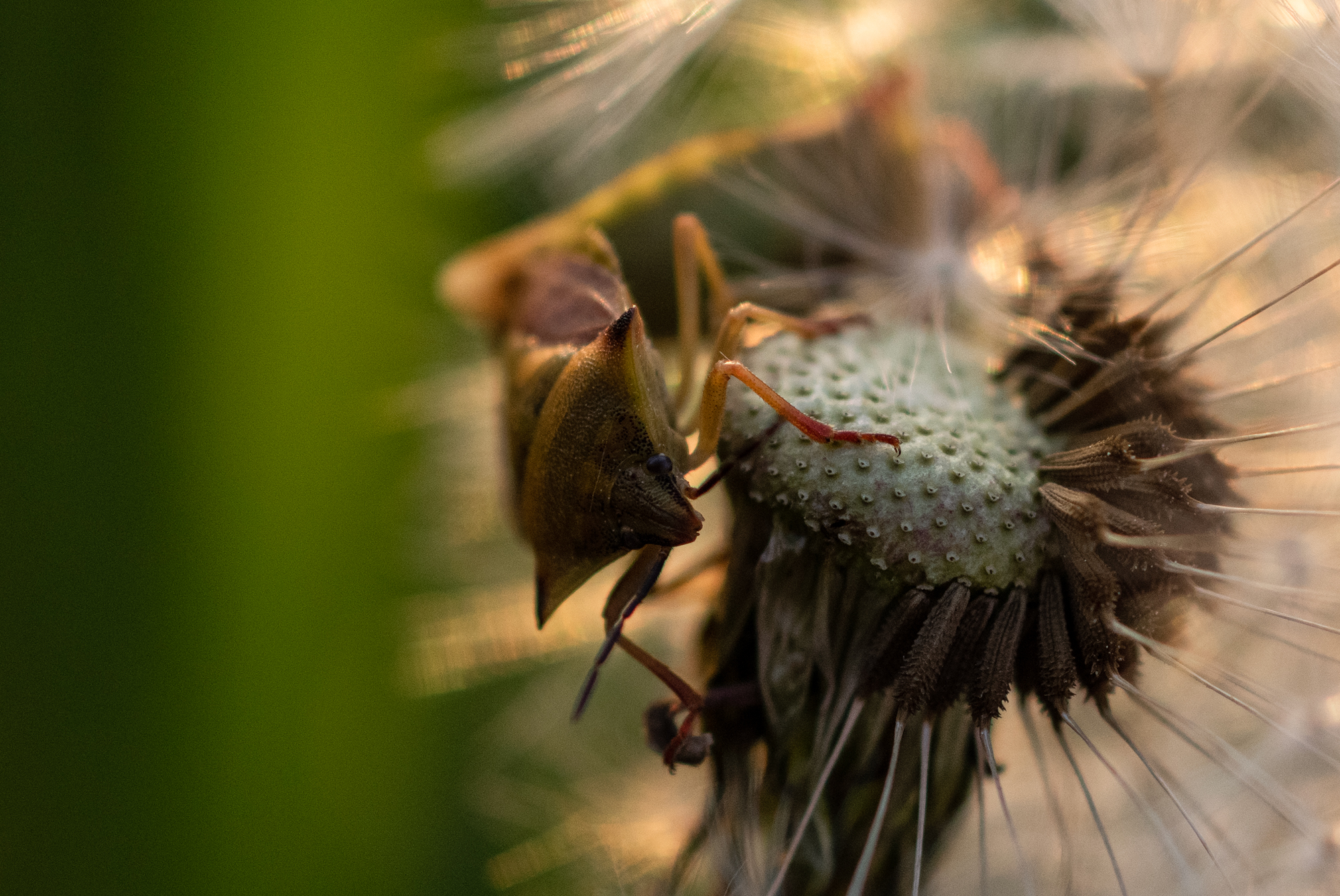 Nikon D810 i Nikkor 85mm F2.8 PC-E Micro D Nano Tilt/Shift w łapkach amatora
