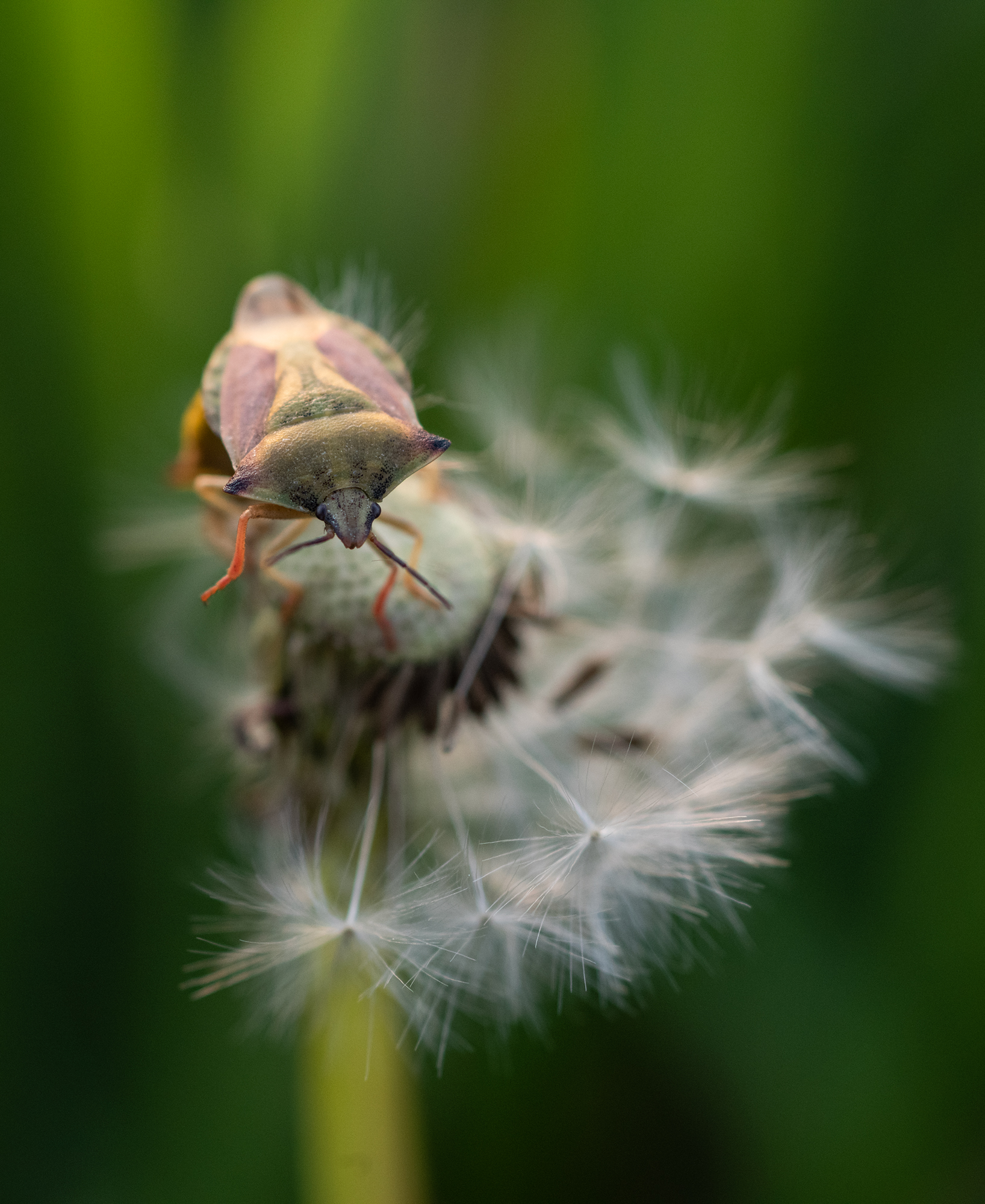 Nikon D810 i Nikkor 85mm F2.8 PC-E Micro D Nano Tilt/Shift w łapkach amatora
