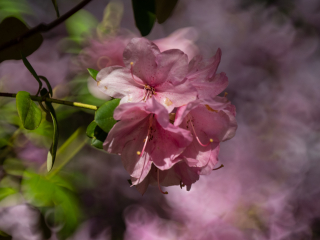Galeria zdjęć przykładowych z Nikon Z7 II i TTArtisan 250mm F5.6 Reflex w mocowaniu M42 (Donut bokeh, Lord Of The Rings) Galeria zdjęć przykładowych z Nikon Z7 II i TTArtisan 250mm F5.6 Reflex w mocowaniu M42 (Donut bokeh, Lord Of The Rings)