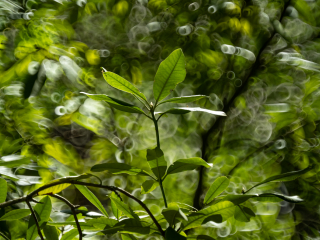 Galeria zdjęć przykładowych z Nikon Z7 II i TTArtisan 250mm F5.6 Reflex w mocowaniu M42 (Donut bokeh, Lord Of The Rings) Galeria zdjęć przykładowych z Nikon Z7 II i TTArtisan 250mm F5.6 Reflex w mocowaniu M42 (Donut bokeh, Lord Of The Rings)