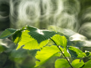 Galeria zdjęć przykładowych z Nikon Z7 II i TTArtisan 250mm F5.6 Reflex w mocowaniu M42 (Donut bokeh, Lord Of The Rings) Galeria zdjęć przykładowych z Nikon Z7 II i TTArtisan 250mm F5.6 Reflex w mocowaniu M42 (Donut bokeh, Lord Of The Rings)