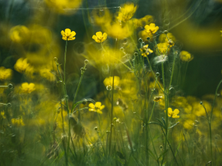 Galeria zdjęć przykładowych z Nikon Z7 II i TTArtisan 250mm F5.6 Reflex w mocowaniu M42 (Donut bokeh, Lord Of The Rings) Galeria zdjęć przykładowych z Nikon Z7 II i TTArtisan 250mm F5.6 Reflex w mocowaniu M42 (Donut bokeh, Lord Of The Rings)