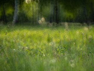 Galeria zdjęć przykładowych z Nikon Z7 II i TTArtisan 250mm F5.6 Reflex w mocowaniu M42 (Donut bokeh, Lord Of The Rings) Galeria zdjęć przykładowych z Nikon Z7 II i TTArtisan 250mm F5.6 Reflex w mocowaniu M42 (Donut bokeh, Lord Of The Rings)