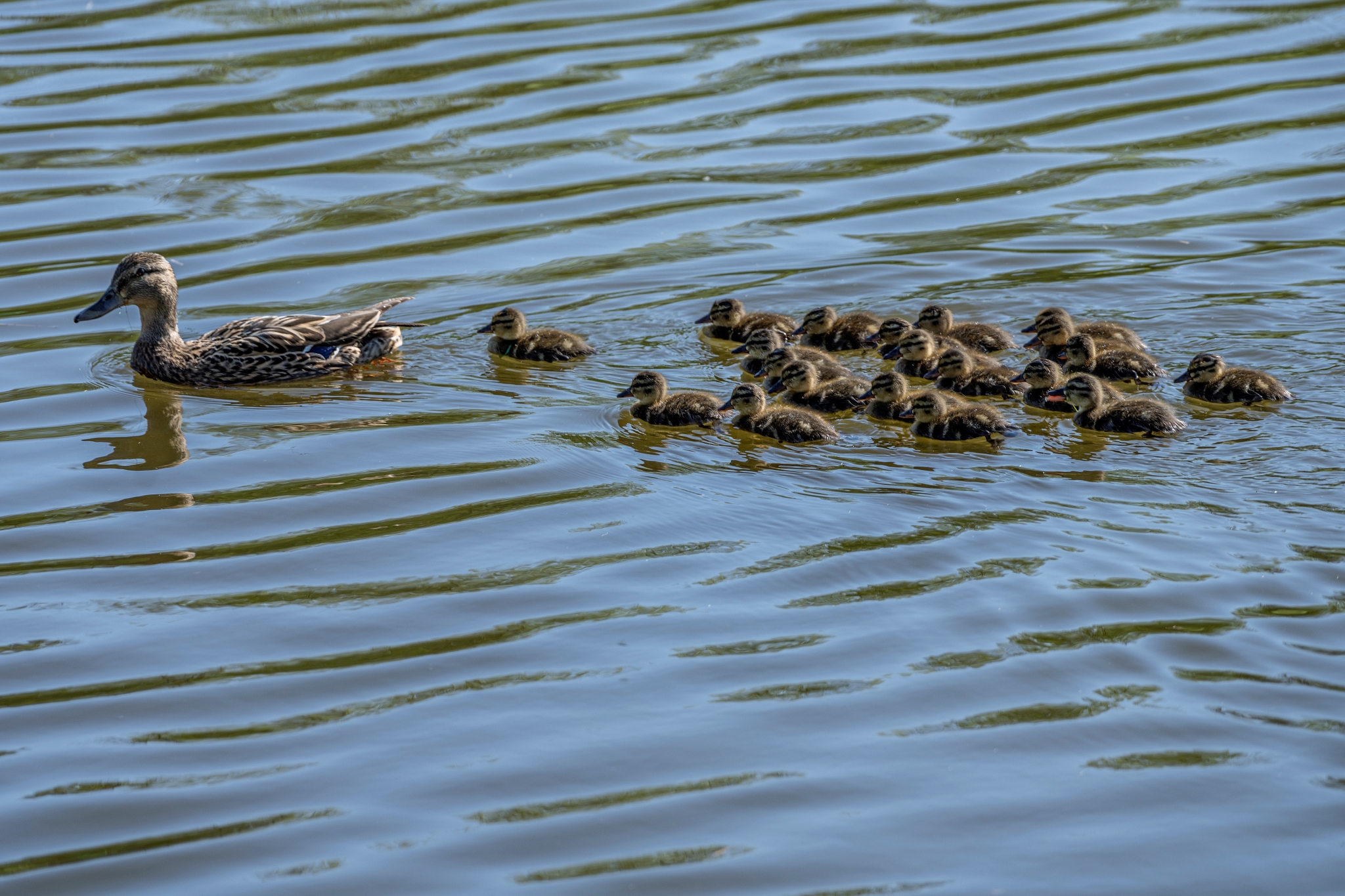Sony FE 70-200mm F4 G OSS__dsc4015