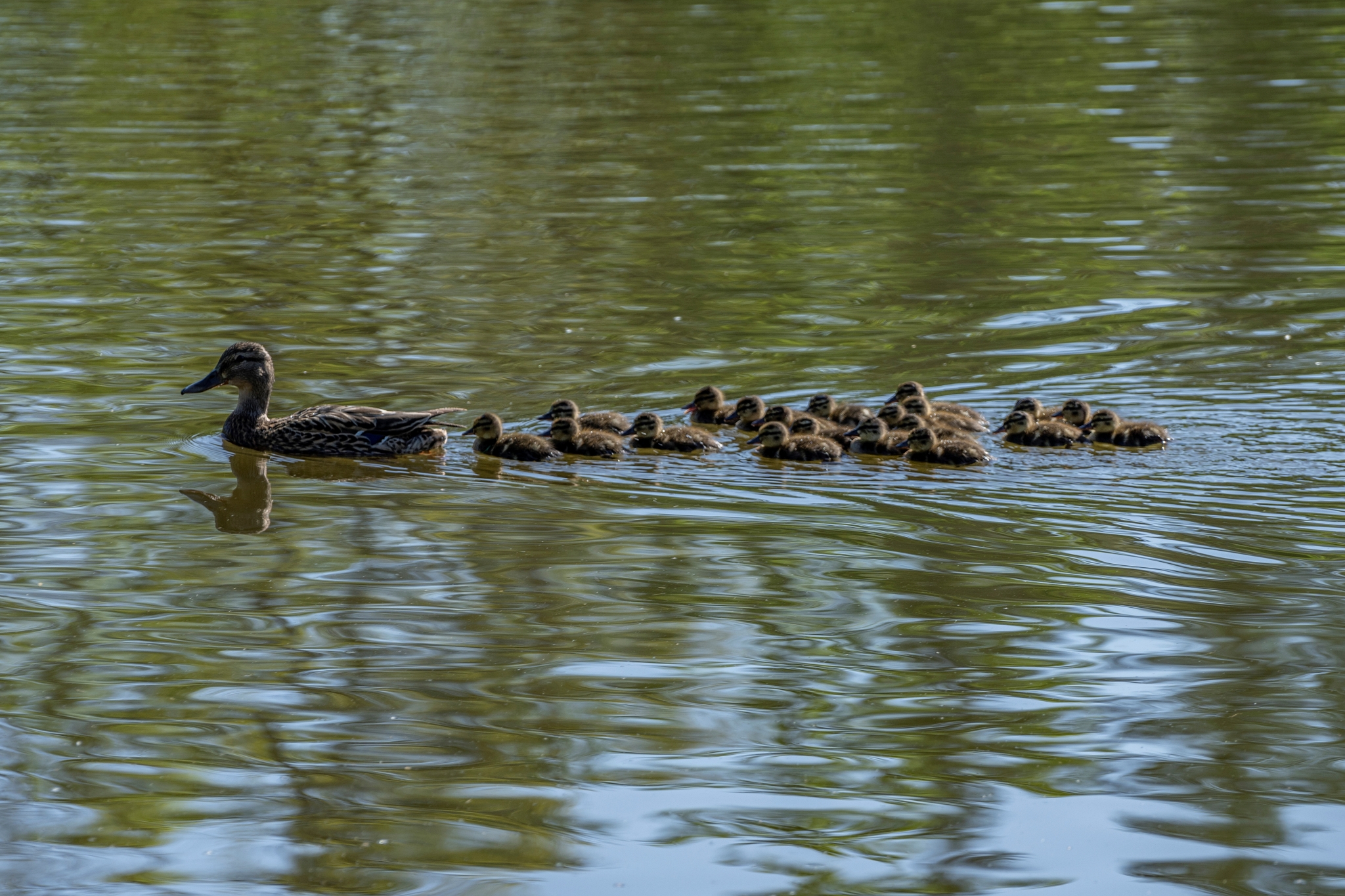 Sony FE 70-200mm F4 G OSS__dsc4025