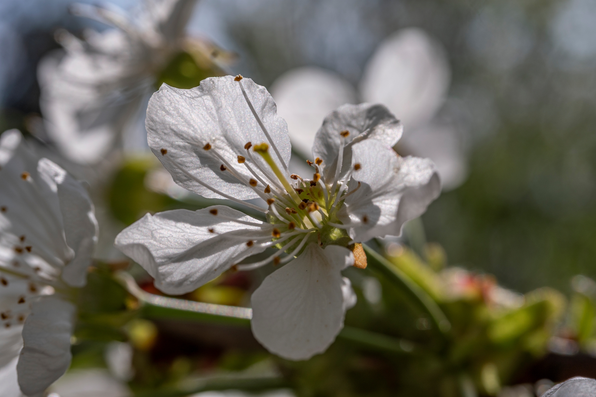 TTArtisan 40mm F2.8 Macro Fot8771