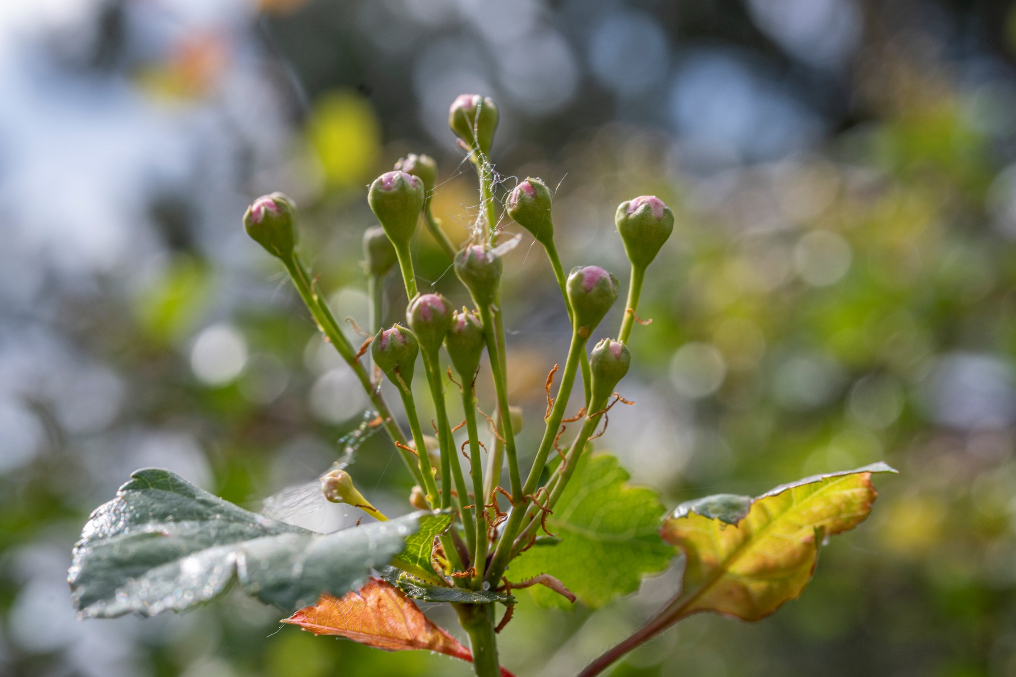 TTArtisan 40mm F2.8 Macro__fot8801